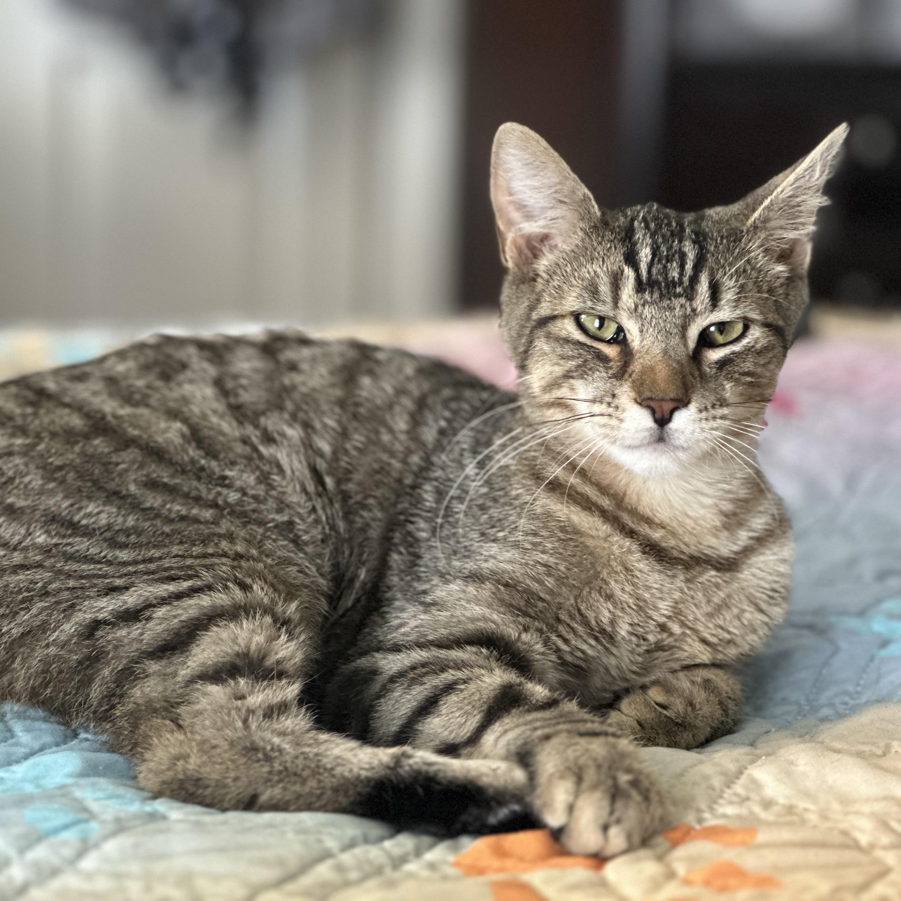 Tigger, Adoptable, Adult Male Domestic Short Hair.