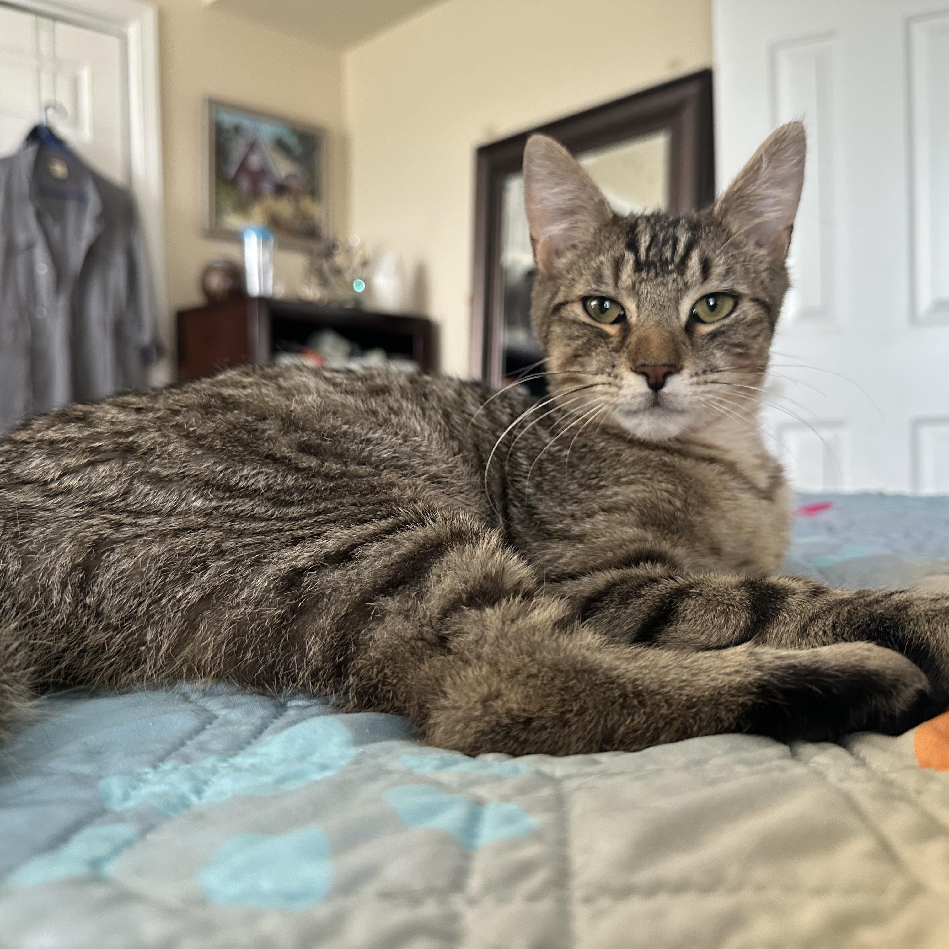 Tigger, a Adoptable Domestic Short Hair in Norfolk, VA image 2/3