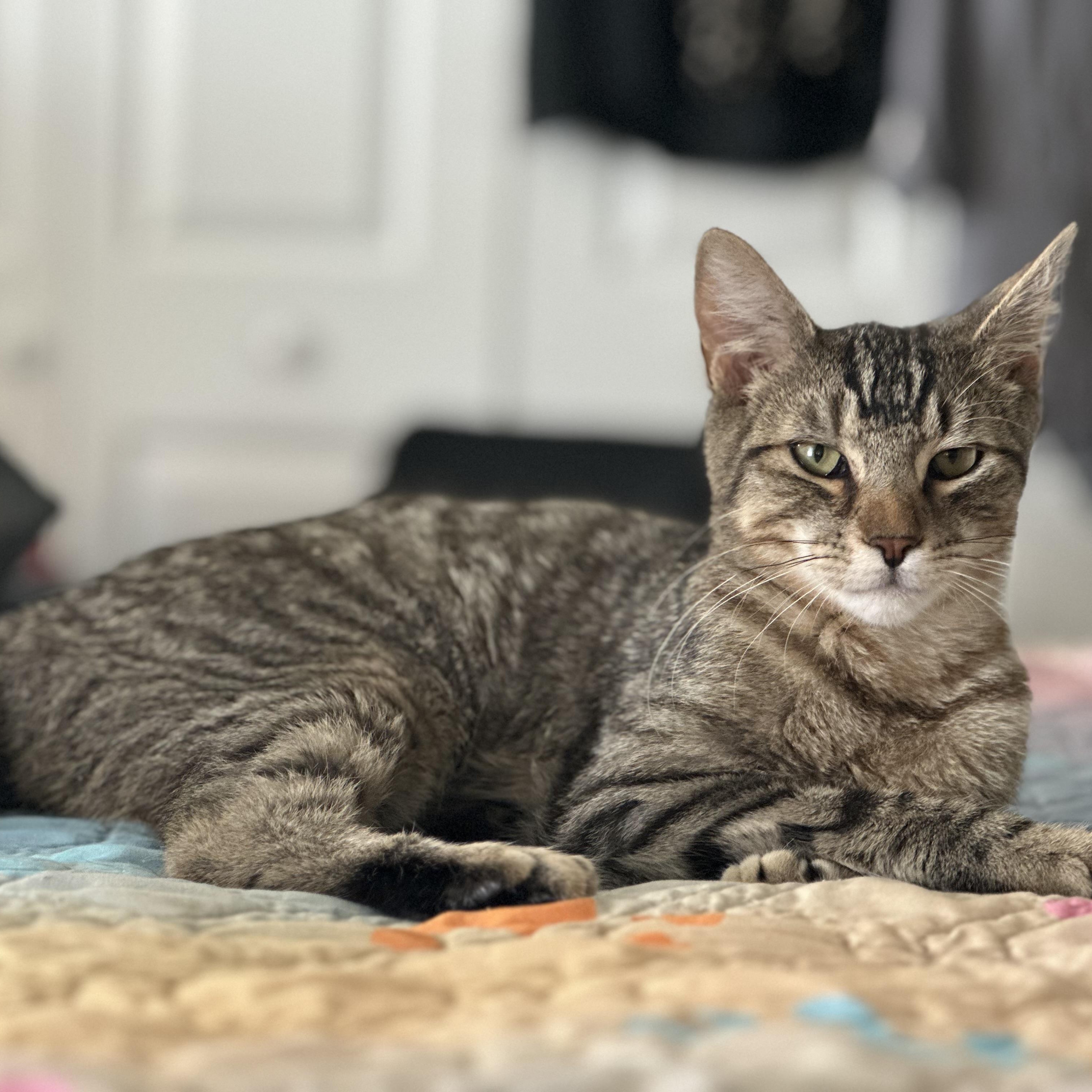 Tigger, a Adoptable Domestic Short Hair in Norfolk, VA image 3/3