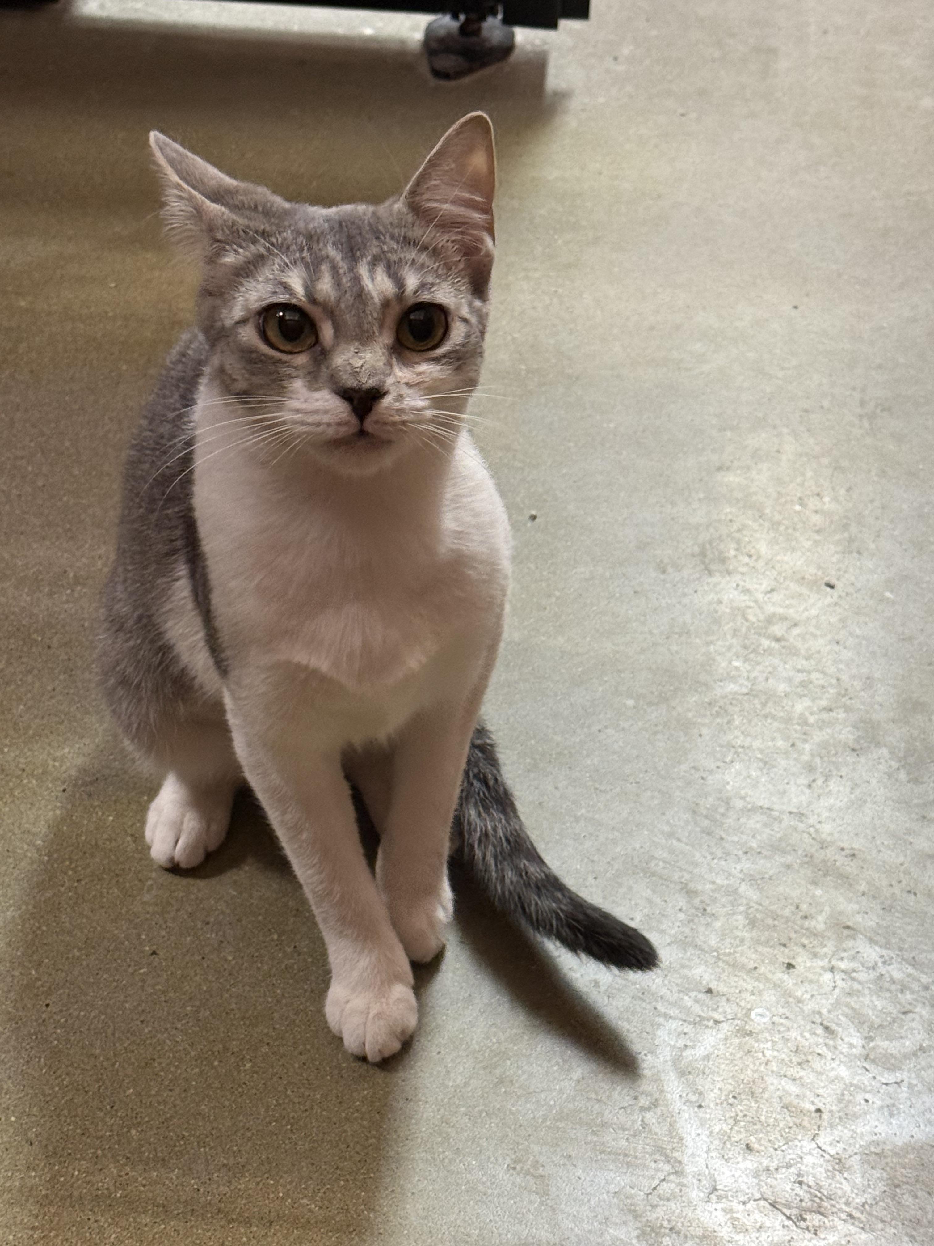 Enlarge Hazel, a ADOPTABLE Domestic Short Hair in Old Bridge, NJ image 4/5