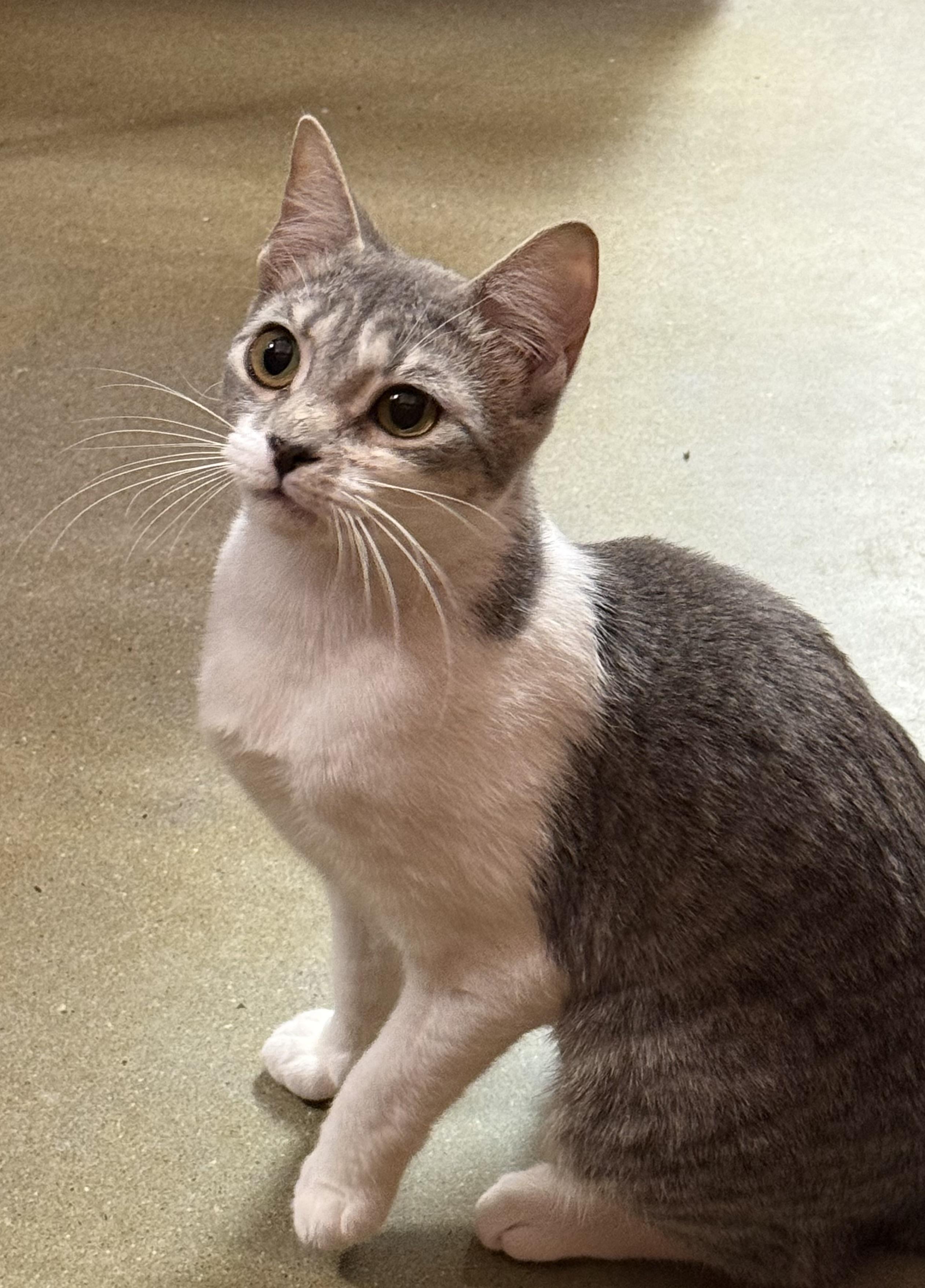 Enlarge Hazel, a ADOPTABLE Domestic Short Hair in Old Bridge, NJ image 1/5