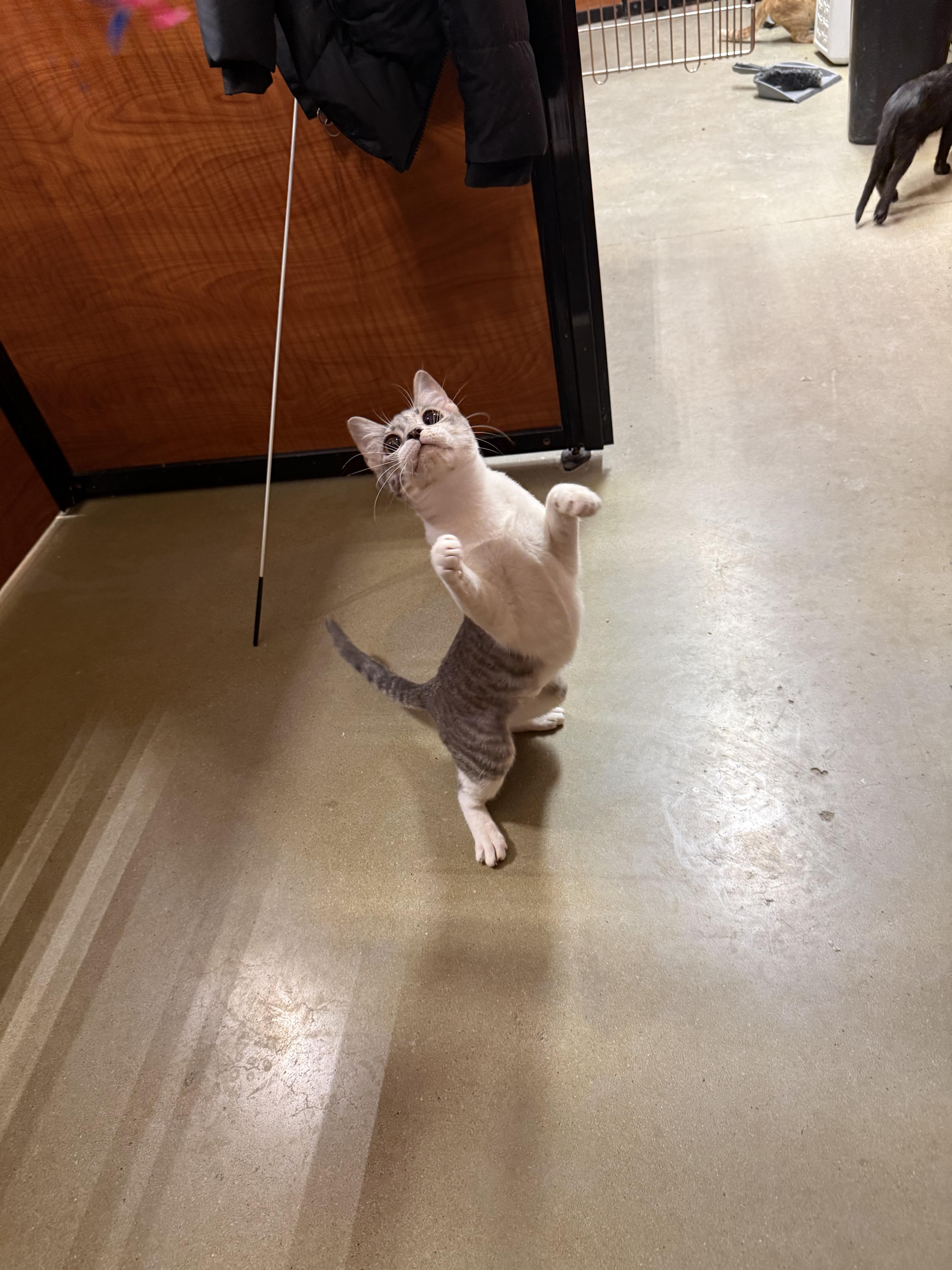 Enlarge Hazel, a ADOPTABLE Domestic Short Hair in Old Bridge, NJ image 2/5