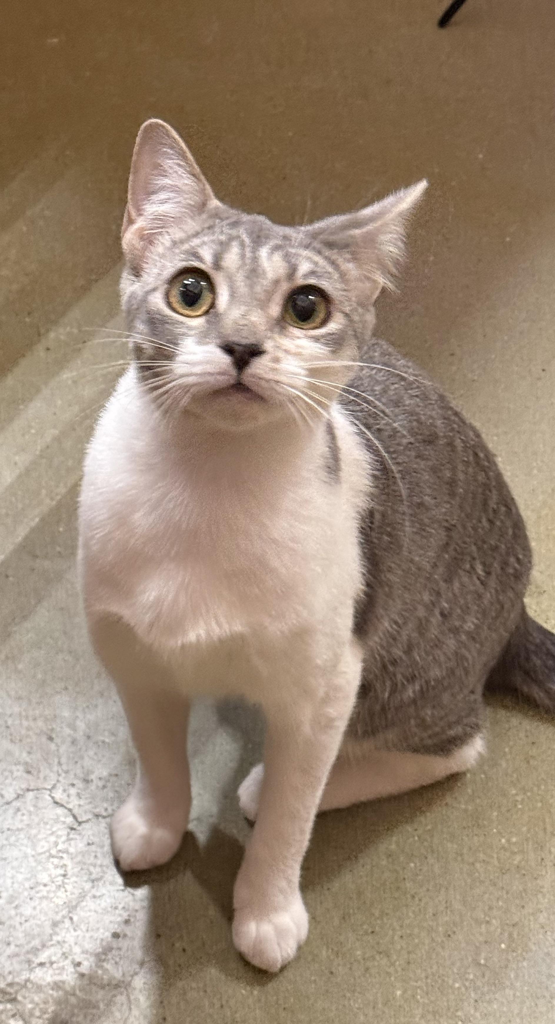 Enlarge Hazel, a ADOPTABLE Domestic Short Hair in Old Bridge, NJ image 3/5