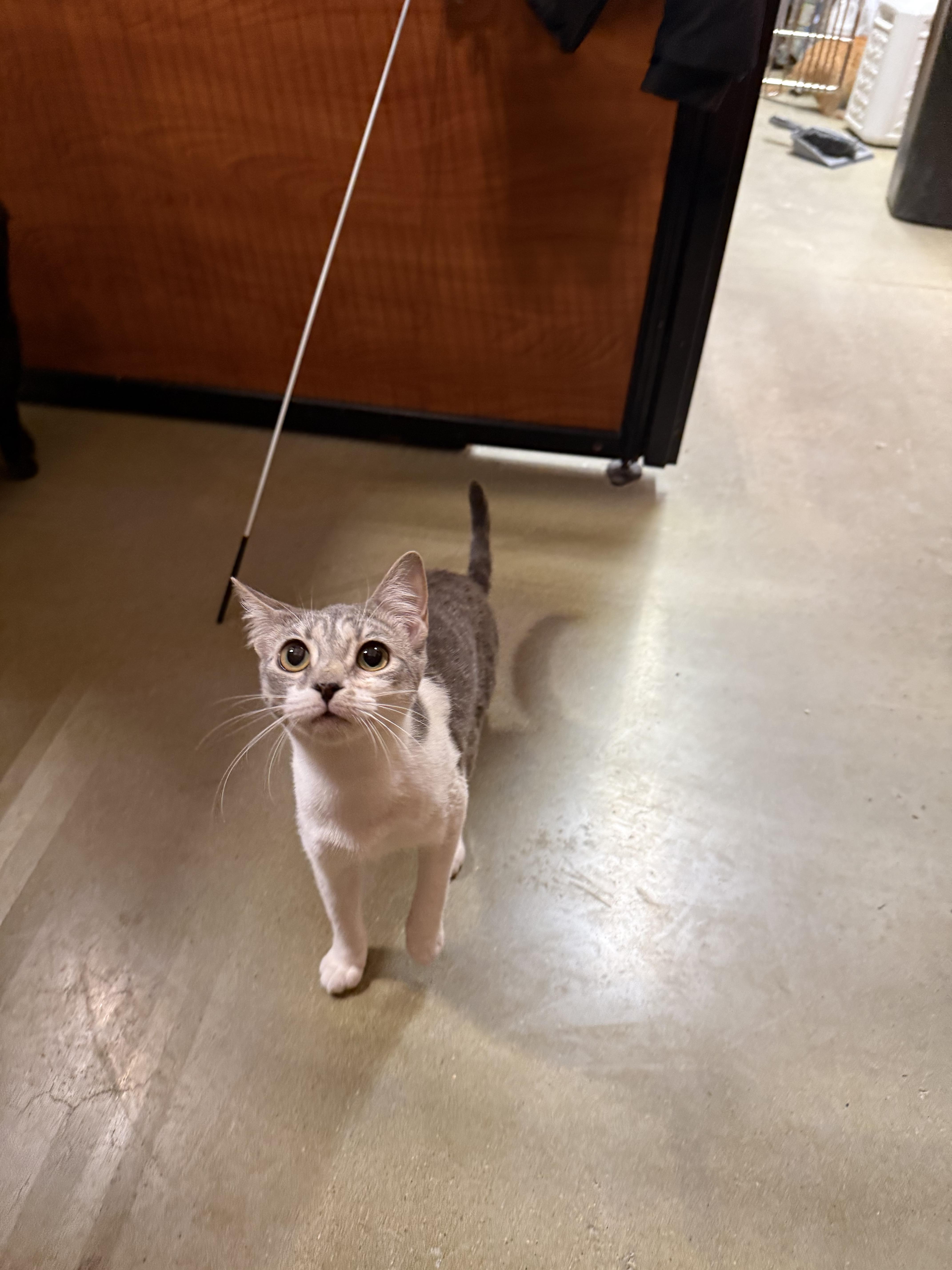 Enlarge Hazel, a ADOPTABLE Domestic Short Hair in Old Bridge, NJ image 5/5