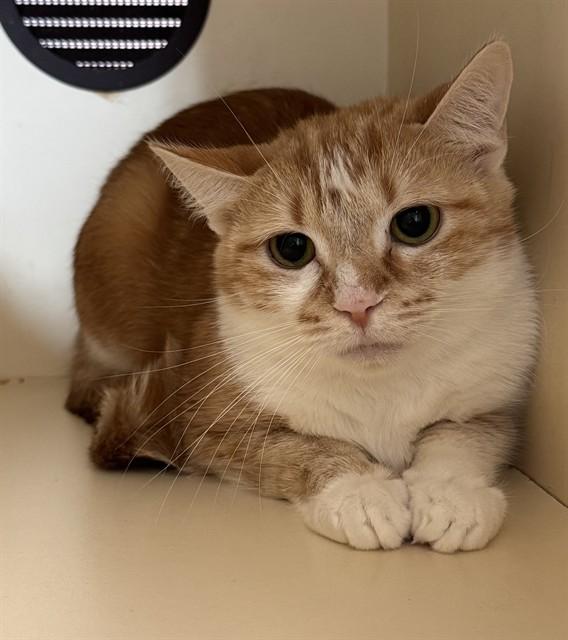 MAYBELLE, Adoptable, Young Female Domestic Short Hair.