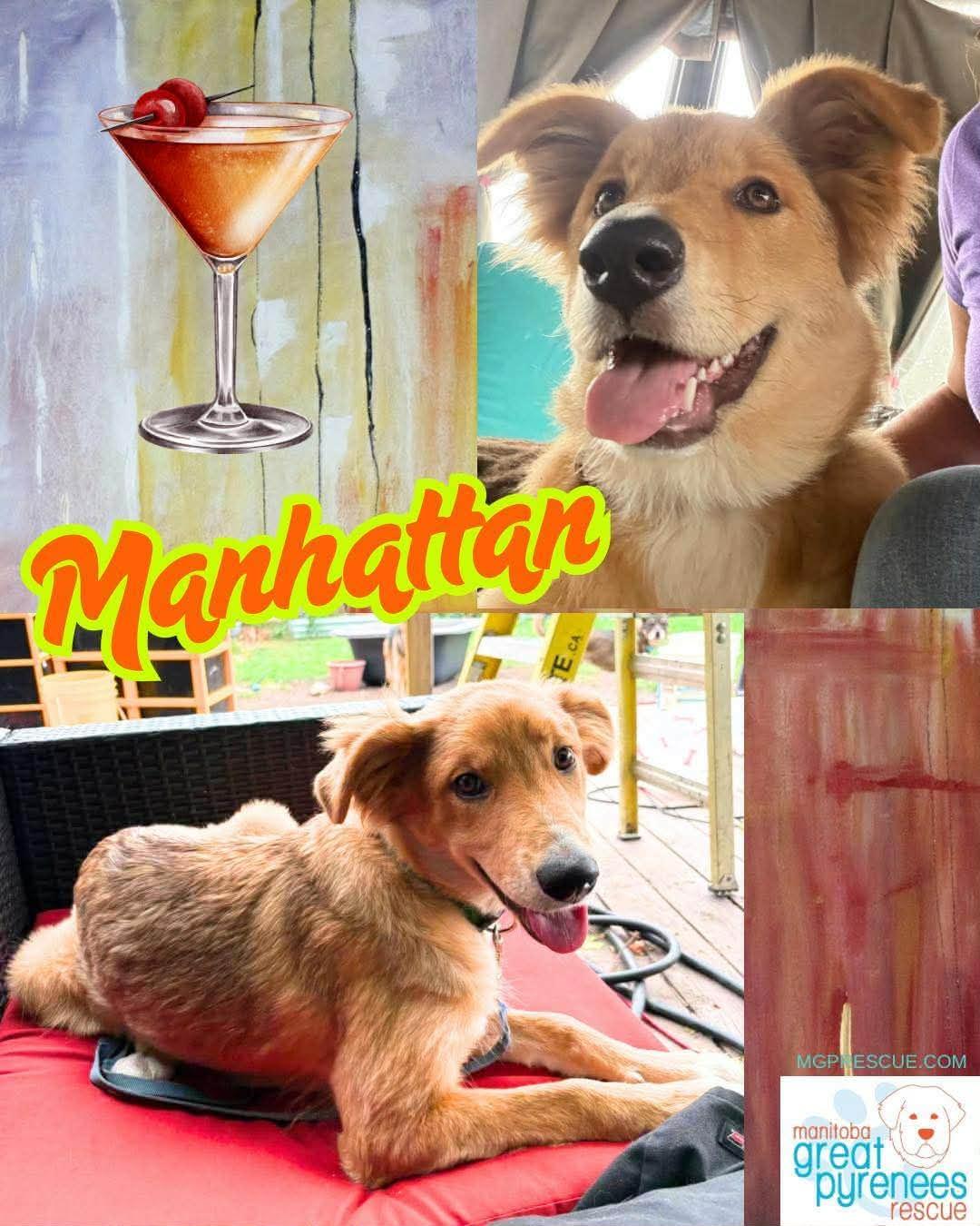 Enlarge Manhattan, a Adopted mixed breed in New Bothwell, MB image 1/1