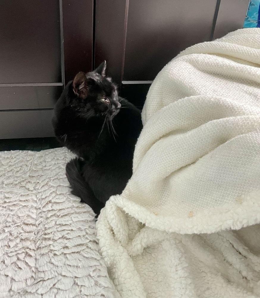 Enlarge Lux, a Adoptable Domestic Short Hair in Ferndale, MI image 1/3