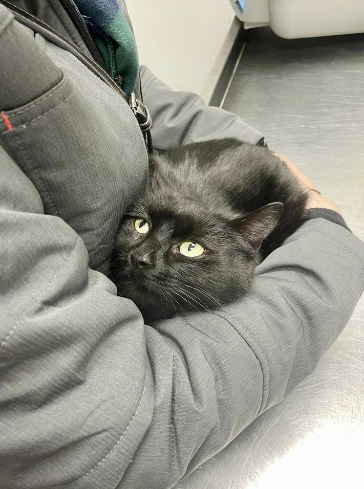 Enlarge Lux, a Adoptable Domestic Short Hair in Ferndale, MI image 2/3