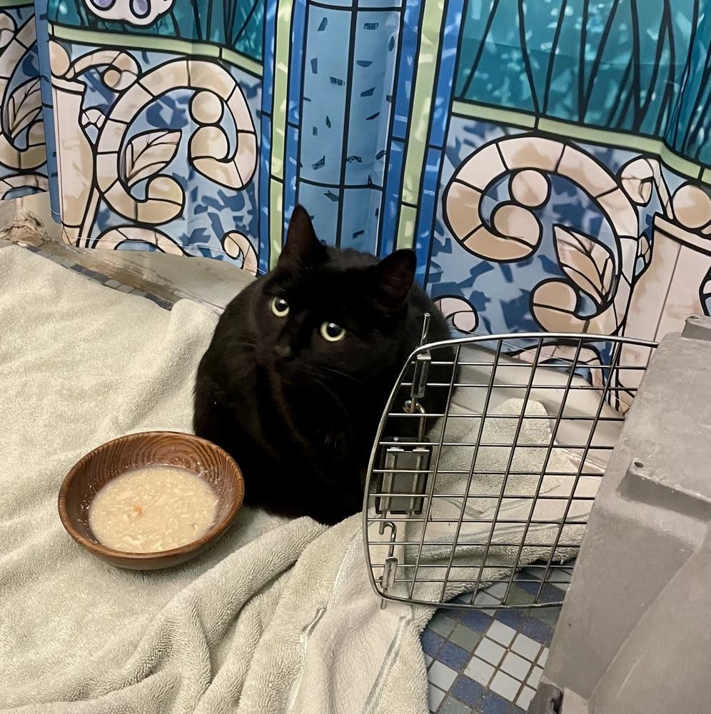 Enlarge Lux, a Adoptable Domestic Short Hair in Ferndale, MI image 3/3