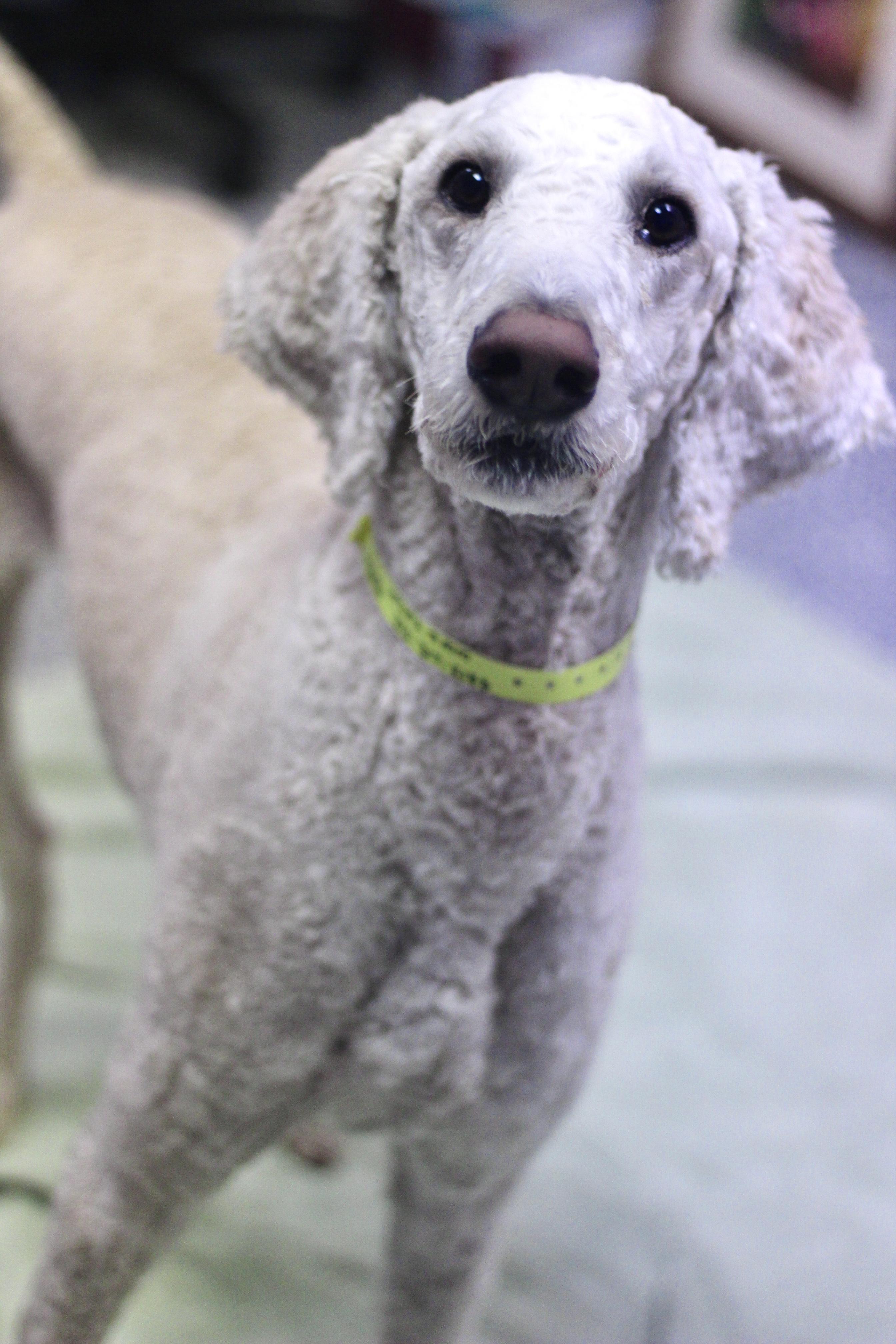 Leonardo in NH! Come Meet our Adoptable Dogs Wednesday-Saturday. More info in Bio!