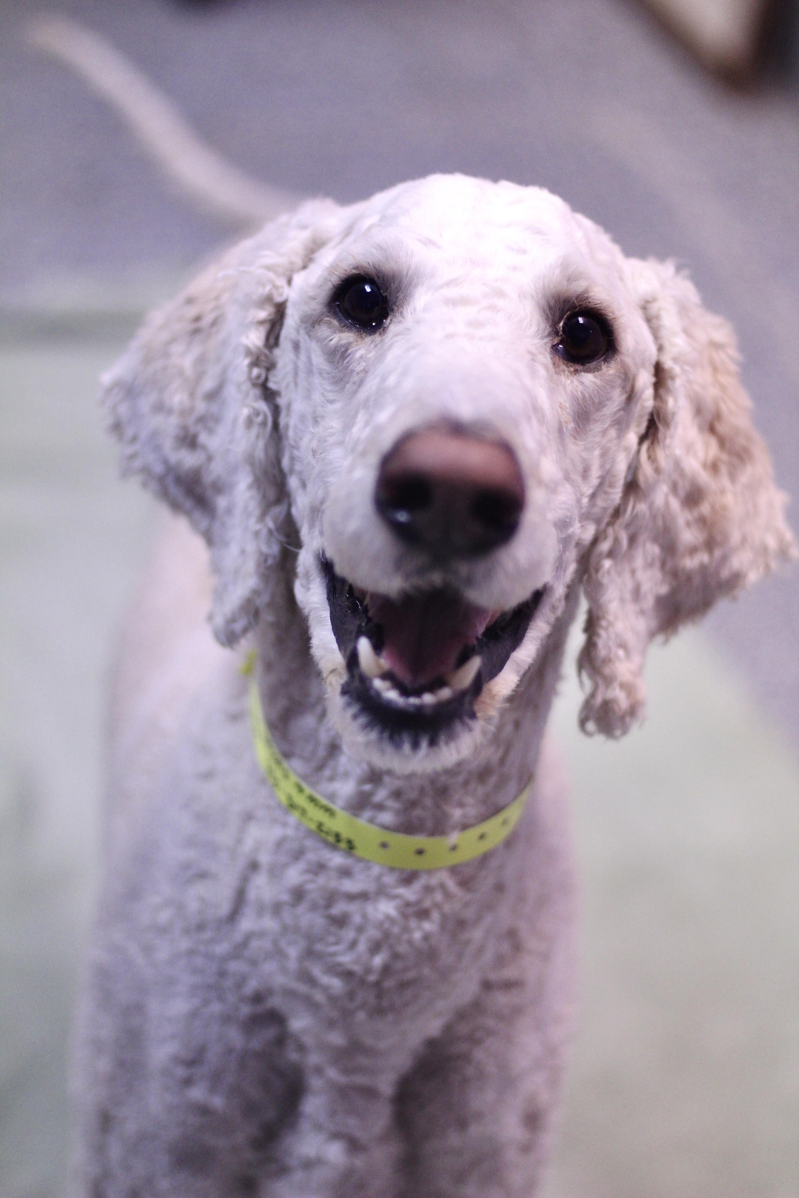 Leonardo in NH! Come Meet our Adoptable Dogs Wednesday-Saturday. More info in Bio!