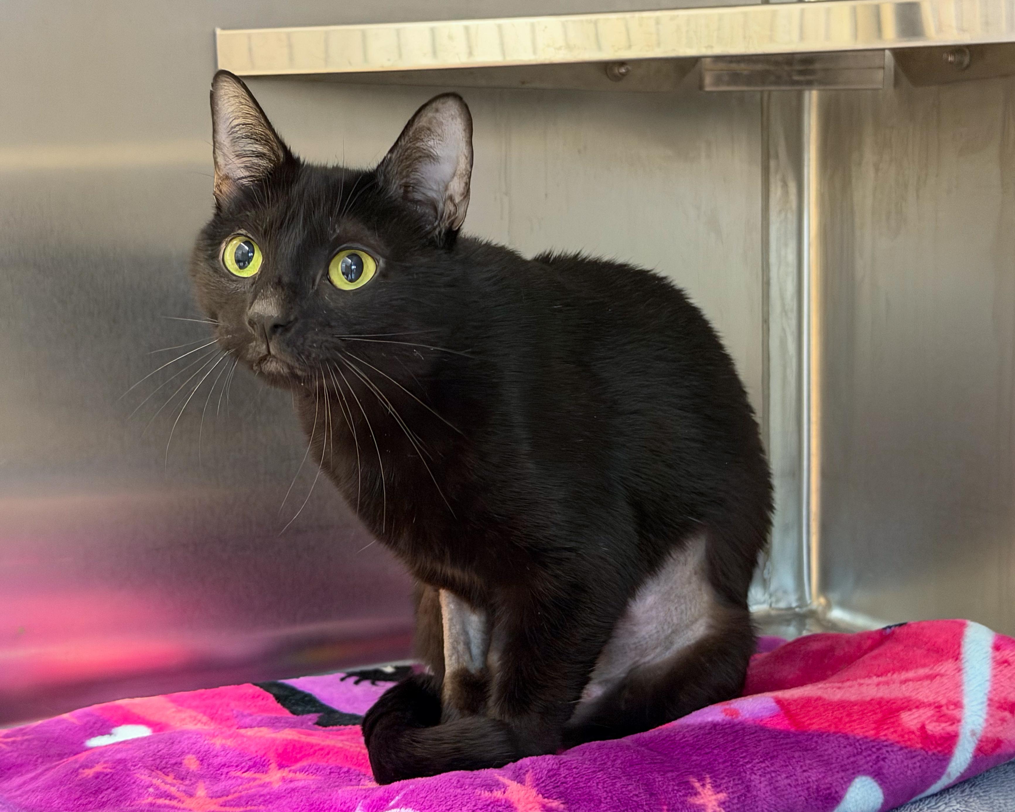 Enlarge Eve, a Adoptable American Shorthair in Scituate, MA image 3/3