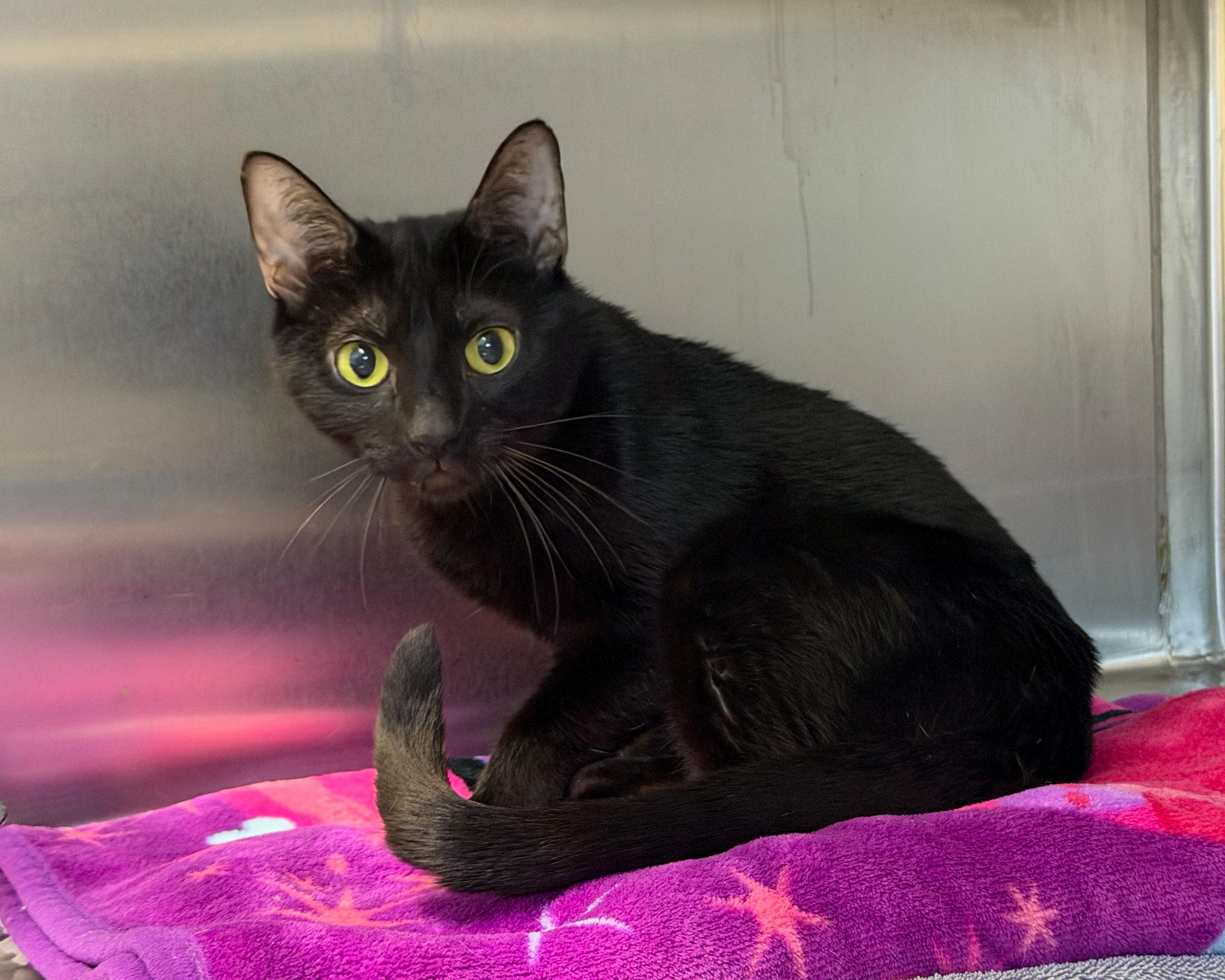 Eve, Adoptable, Young Female American Shorthair.