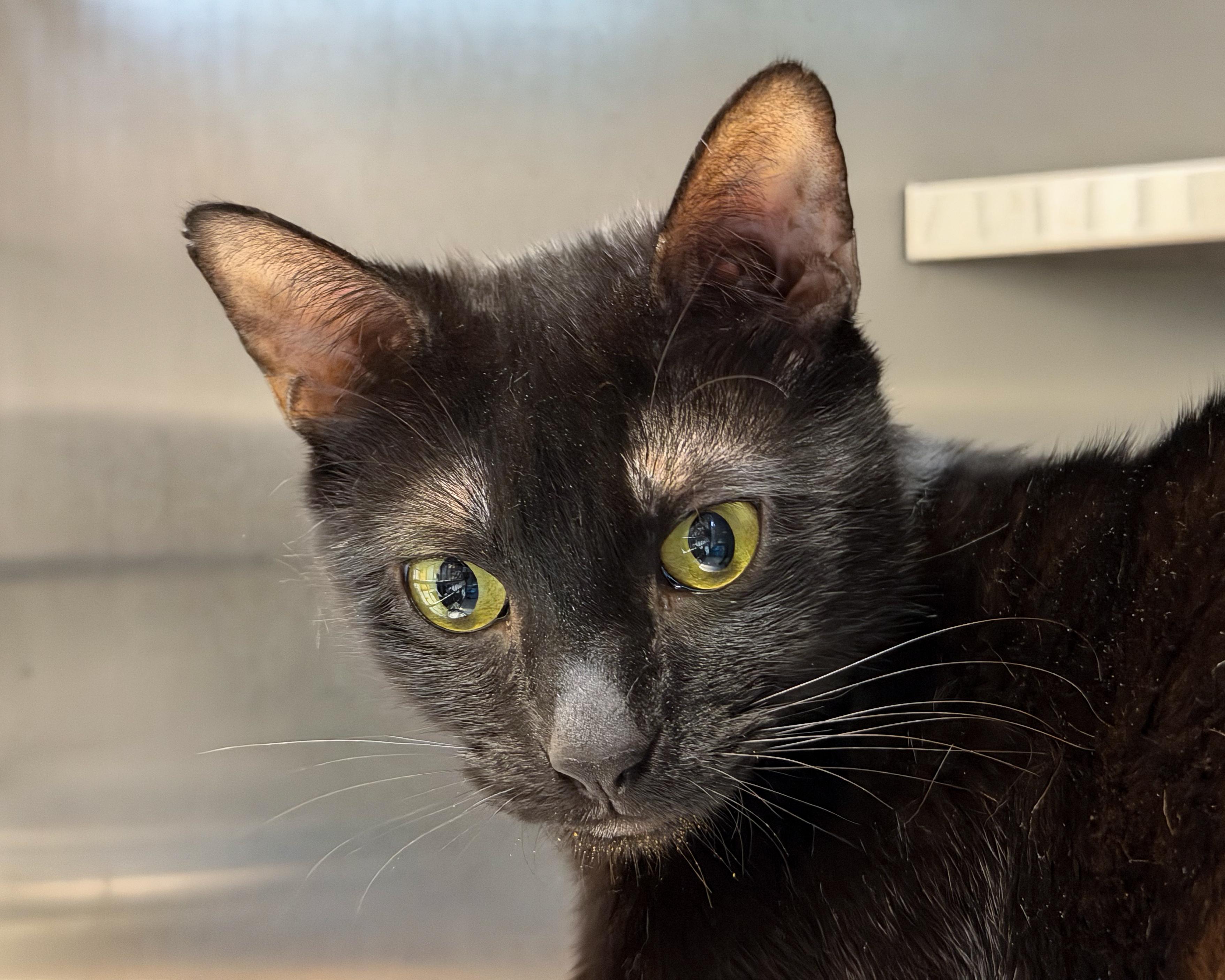 Eve, a Adoptable American Shorthair in Scituate, MA image 4/4