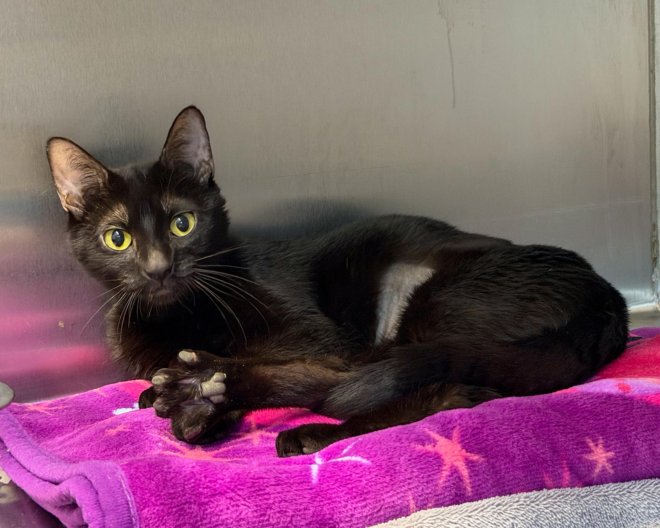 Enlarge Eve, a Adoptable American Shorthair in Scituate, MA image 2/3