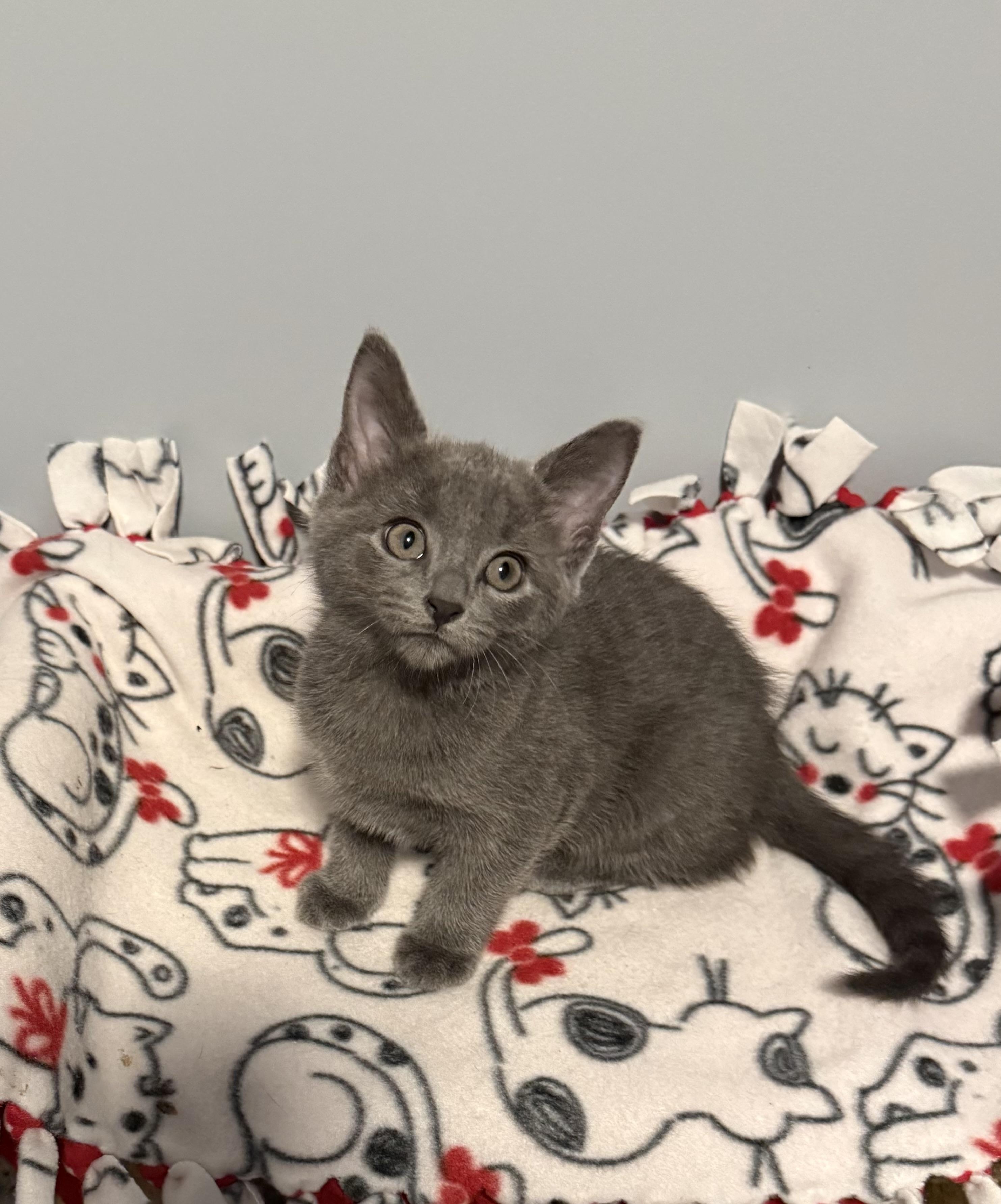 Jack Hughes, adopted, Young Male Domestic Medium Hair.