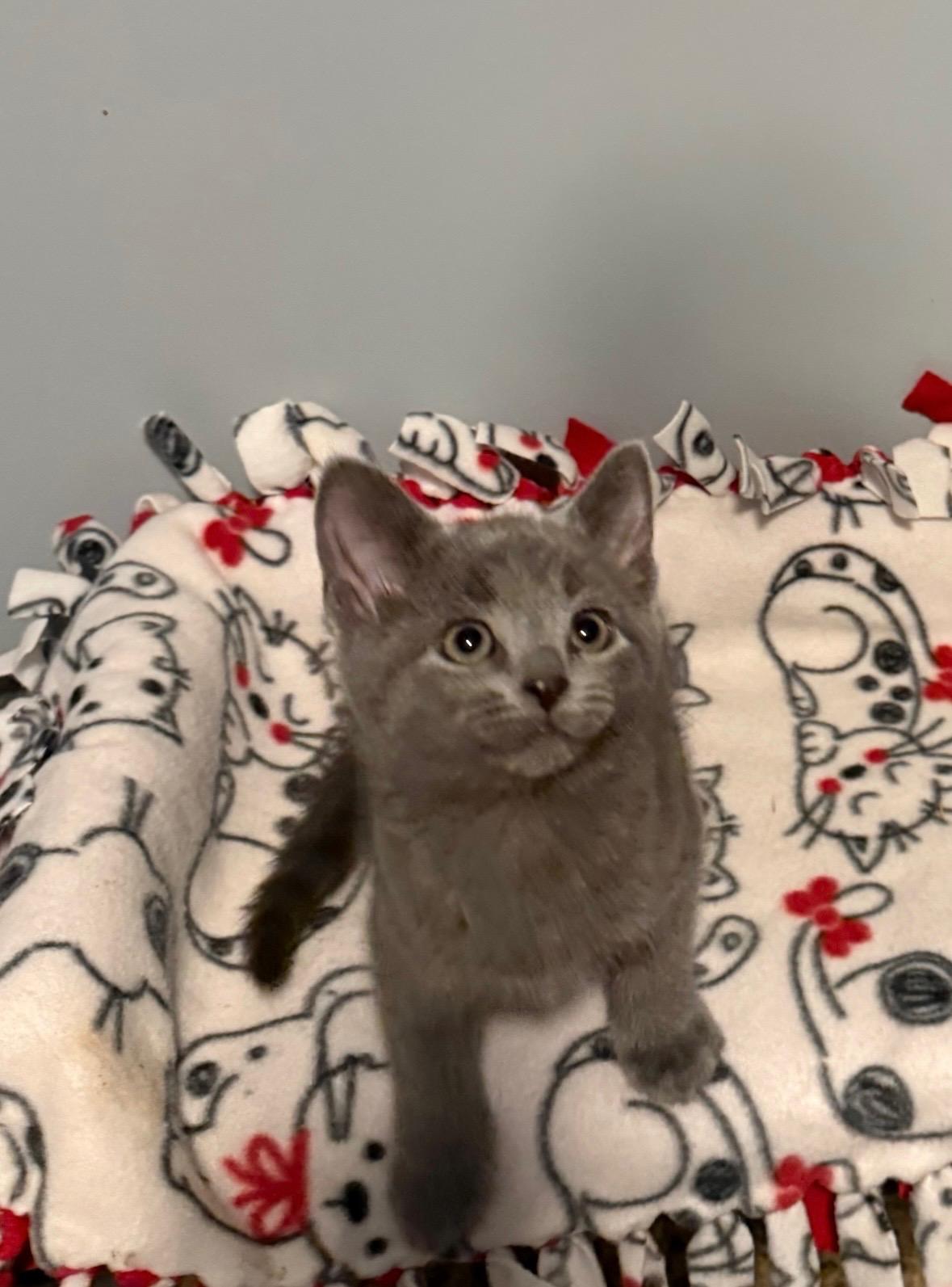 Enlarge Jack Hughes, an adopted Domestic Medium Hair in Franklin, OH image 2/3