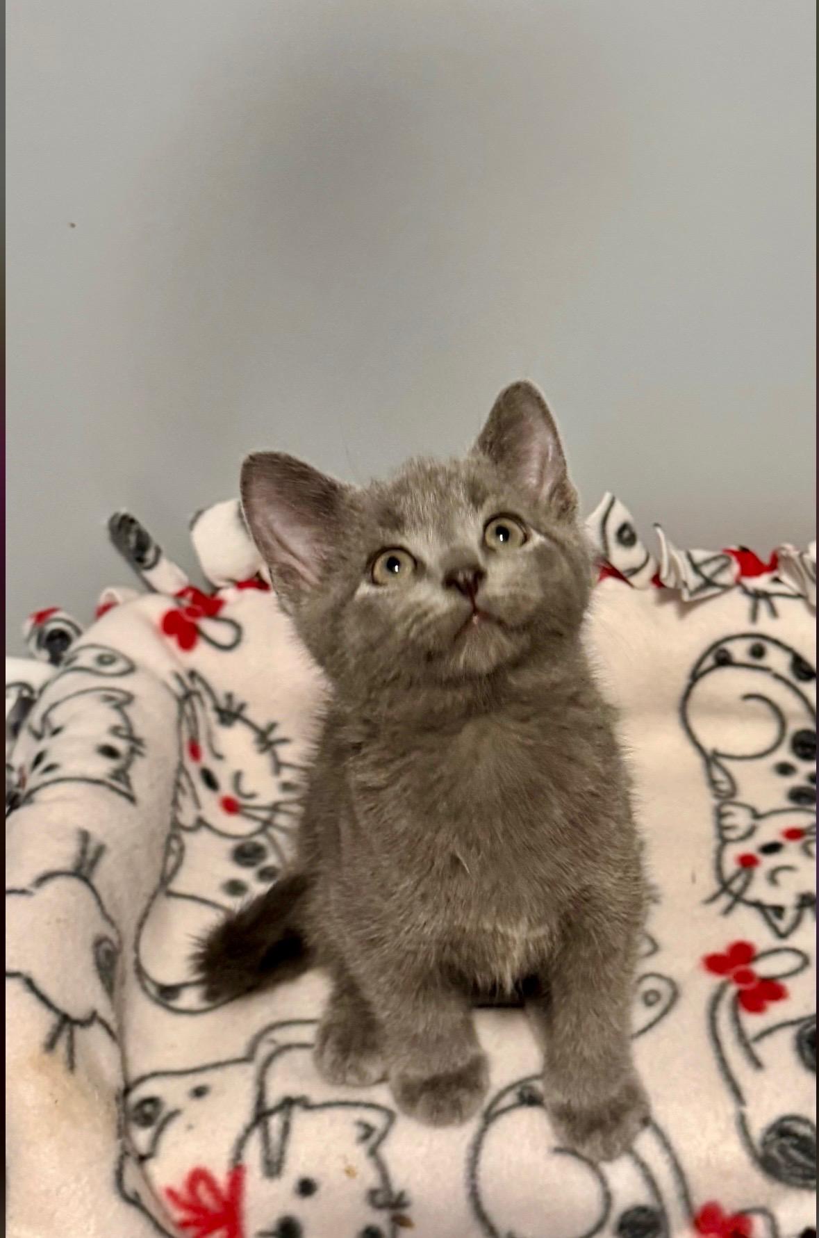 Enlarge Jack Hughes, an adopted Domestic Medium Hair in Franklin, OH image 3/3