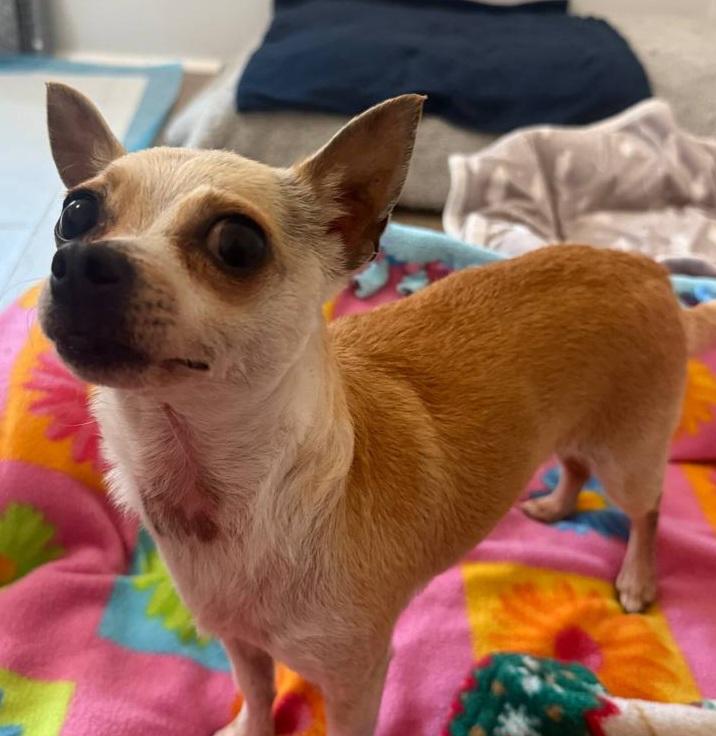 Diamond, ADOPTABLE, Young Female Chihuahua.
