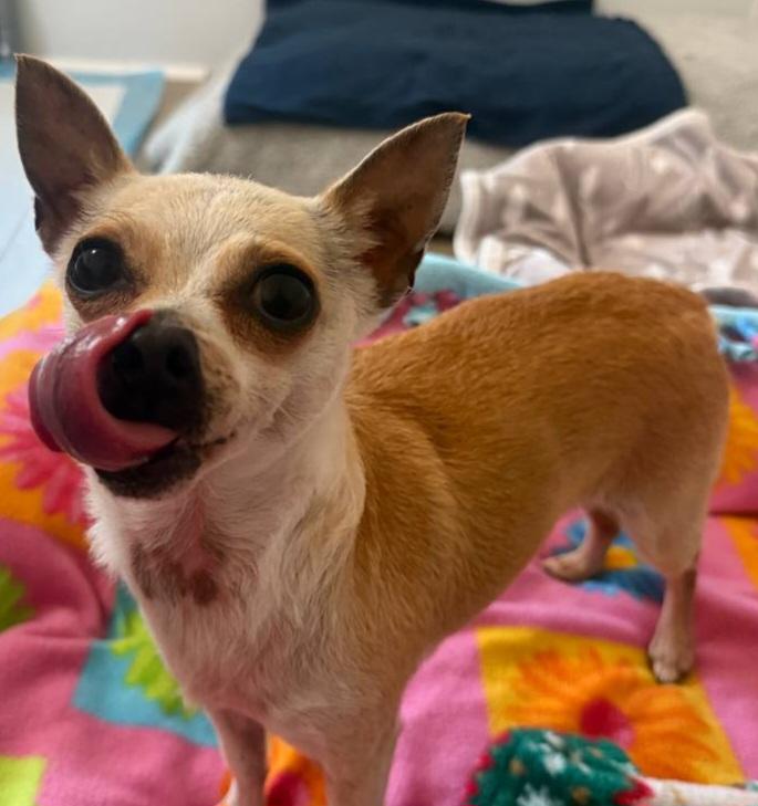Enlarge Diamond, a ADOPTABLE Chihuahua in Macclesfield, NC image 3/3