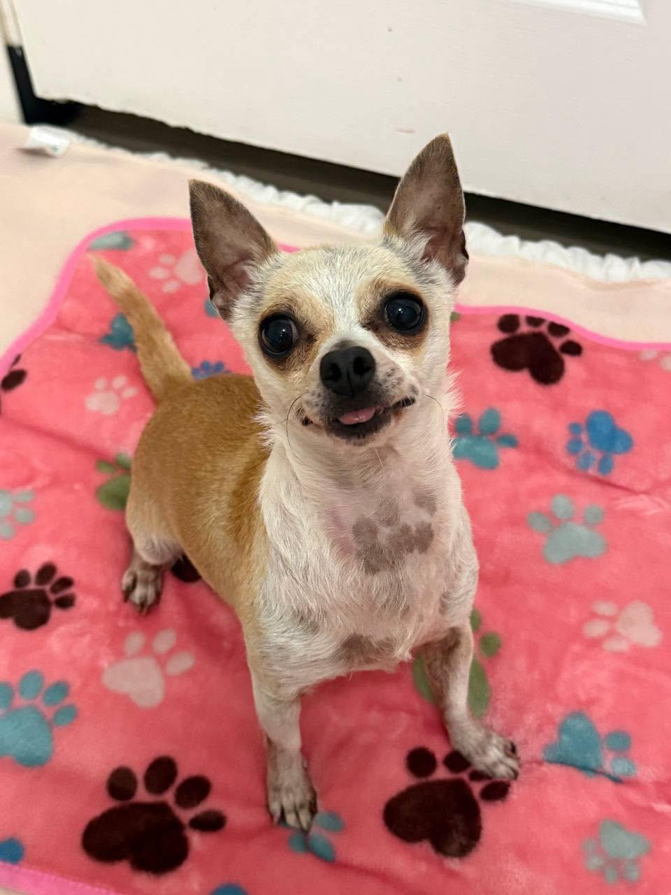 Enlarge Diamond, an adopted Chihuahua in Macclesfield, NC image 1/4