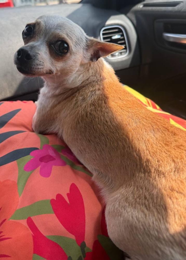 Enlarge Diamond, a ADOPTABLE Chihuahua in Macclesfield, NC image 2/3