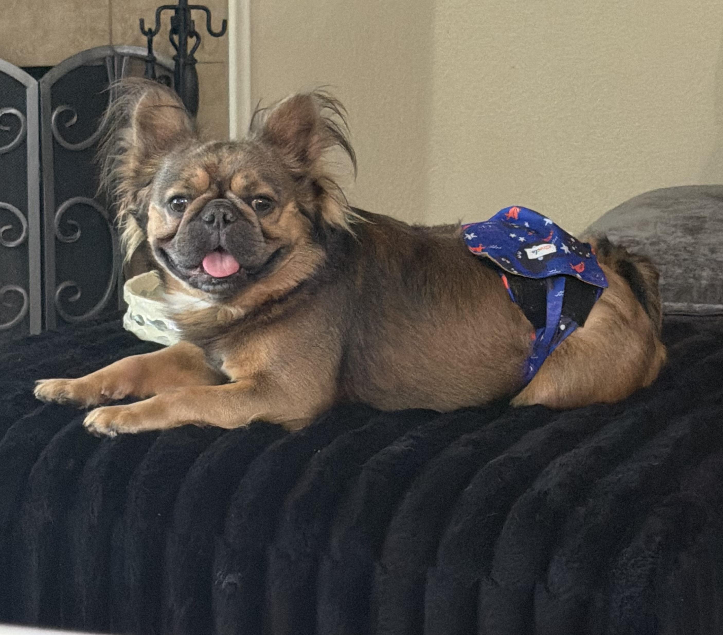 Enlarge Mufasa, an adopted French Bulldog in Prosper, TX image 4/5