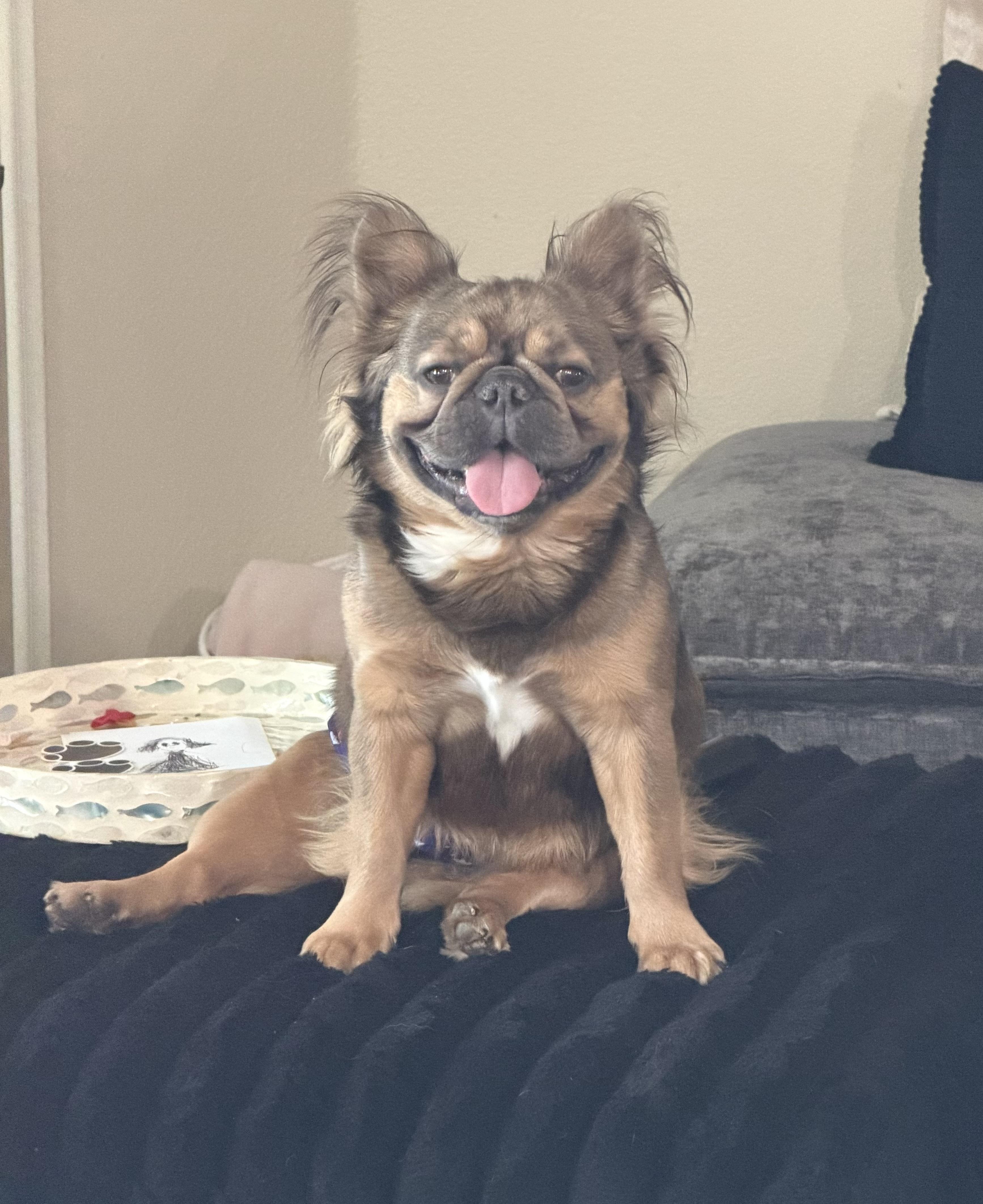 Enlarge Mufasa, an adopted French Bulldog in Prosper, TX image 2/5