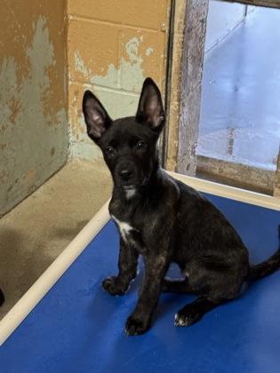 Enlarge Landon, a Adoptable mixed breed in Madera, CA image 1/2