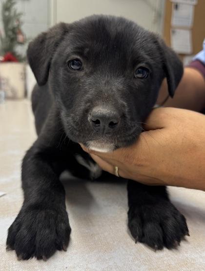 Enlarge Landon, a Adoptable mixed breed in Madera, CA image 2/2