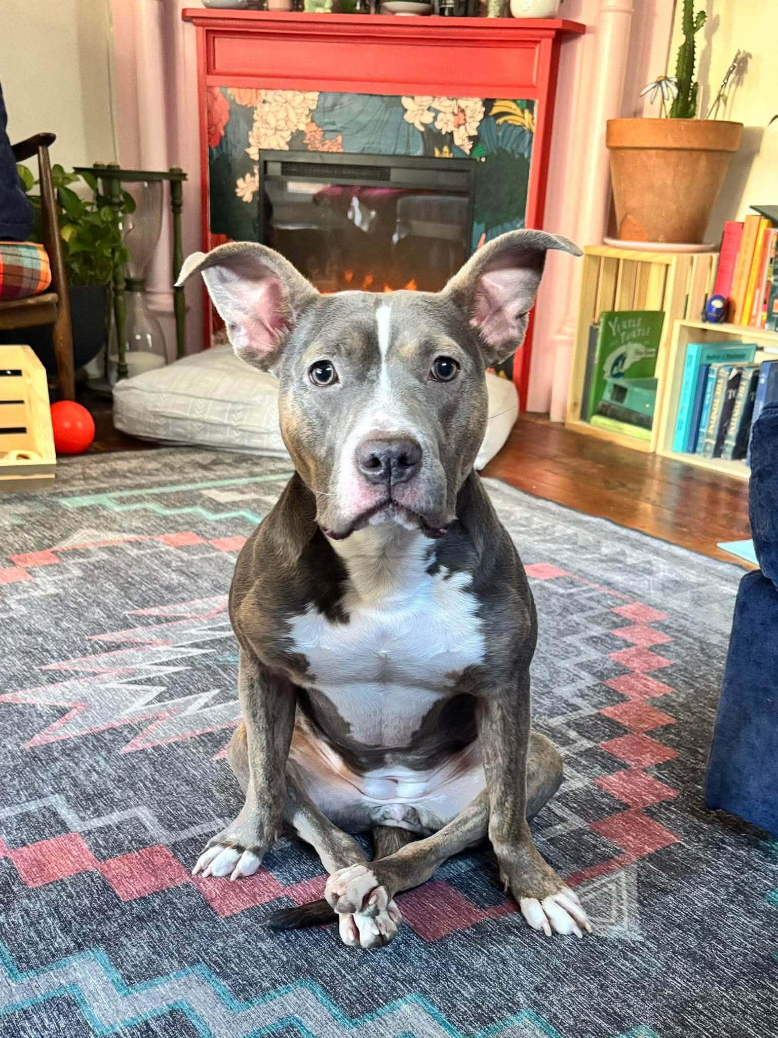 Enlarge Scooter Pie *Special Needs*, a Adoptable mixed breed in Dayton, OH image 2/6