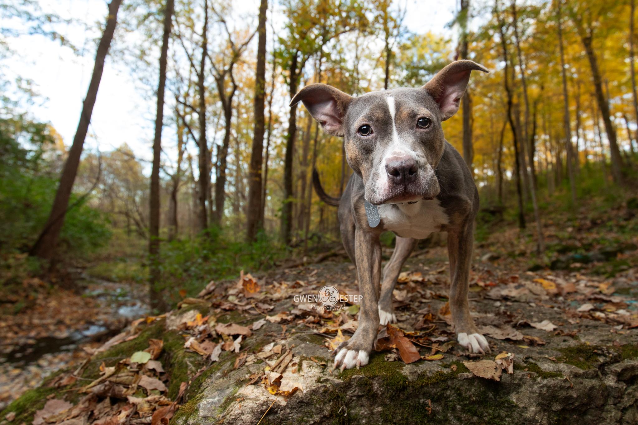Enlarge Scooter Pie *Special Needs*, a Adoptable mixed breed in Dayton, OH image 2/6