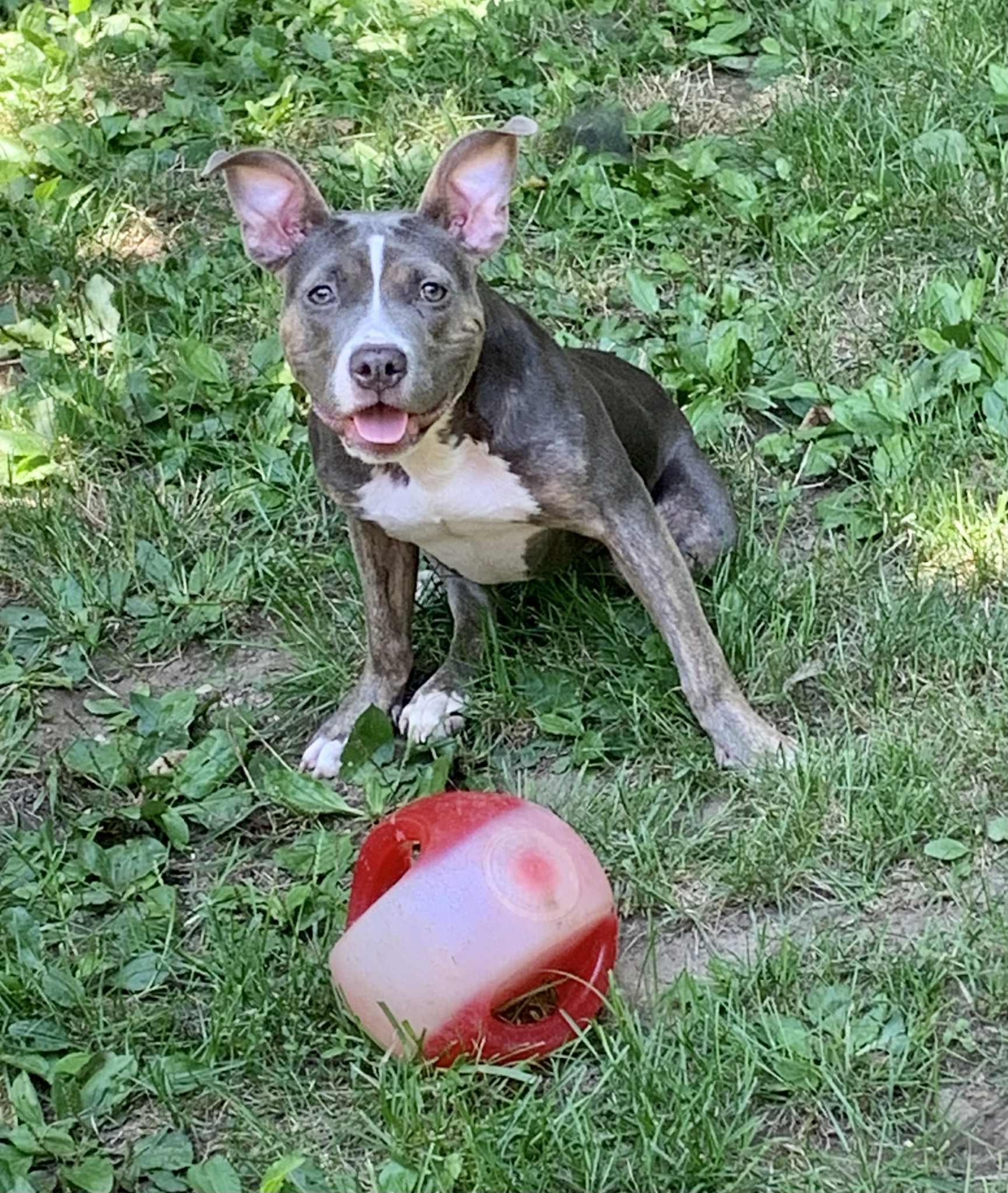 Scooter Pie *Special Needs*, Adoptable, Young Female Pit Bull Terrier.