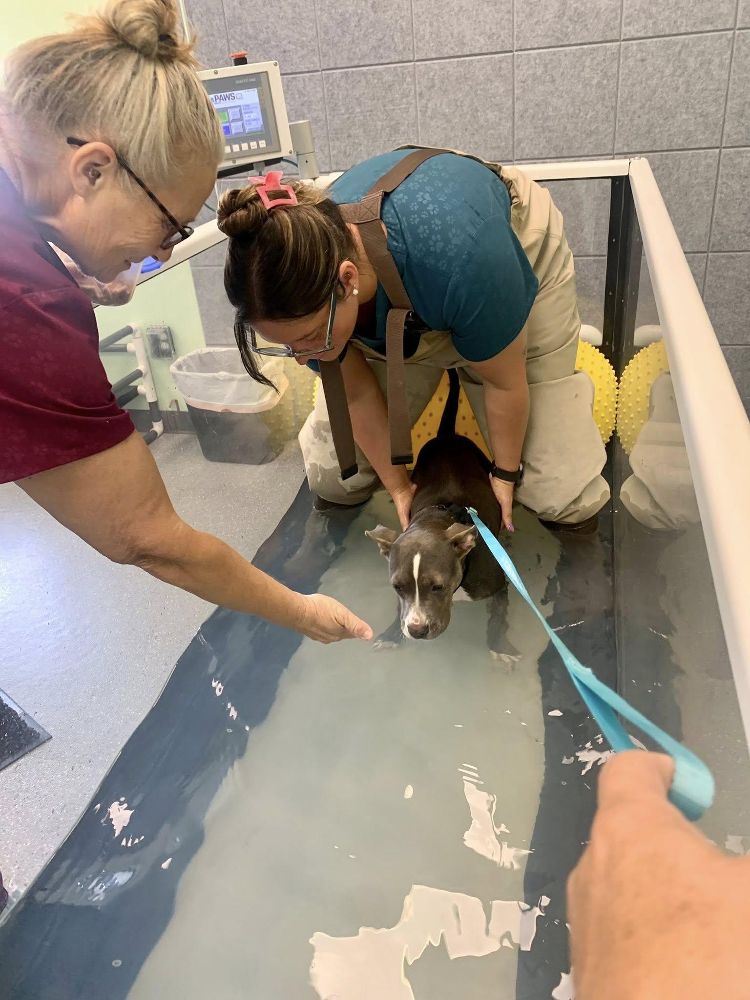 Enlarge Scooter Pie *Special Needs*, a Adoptable mixed breed in Dayton, OH image 6/6