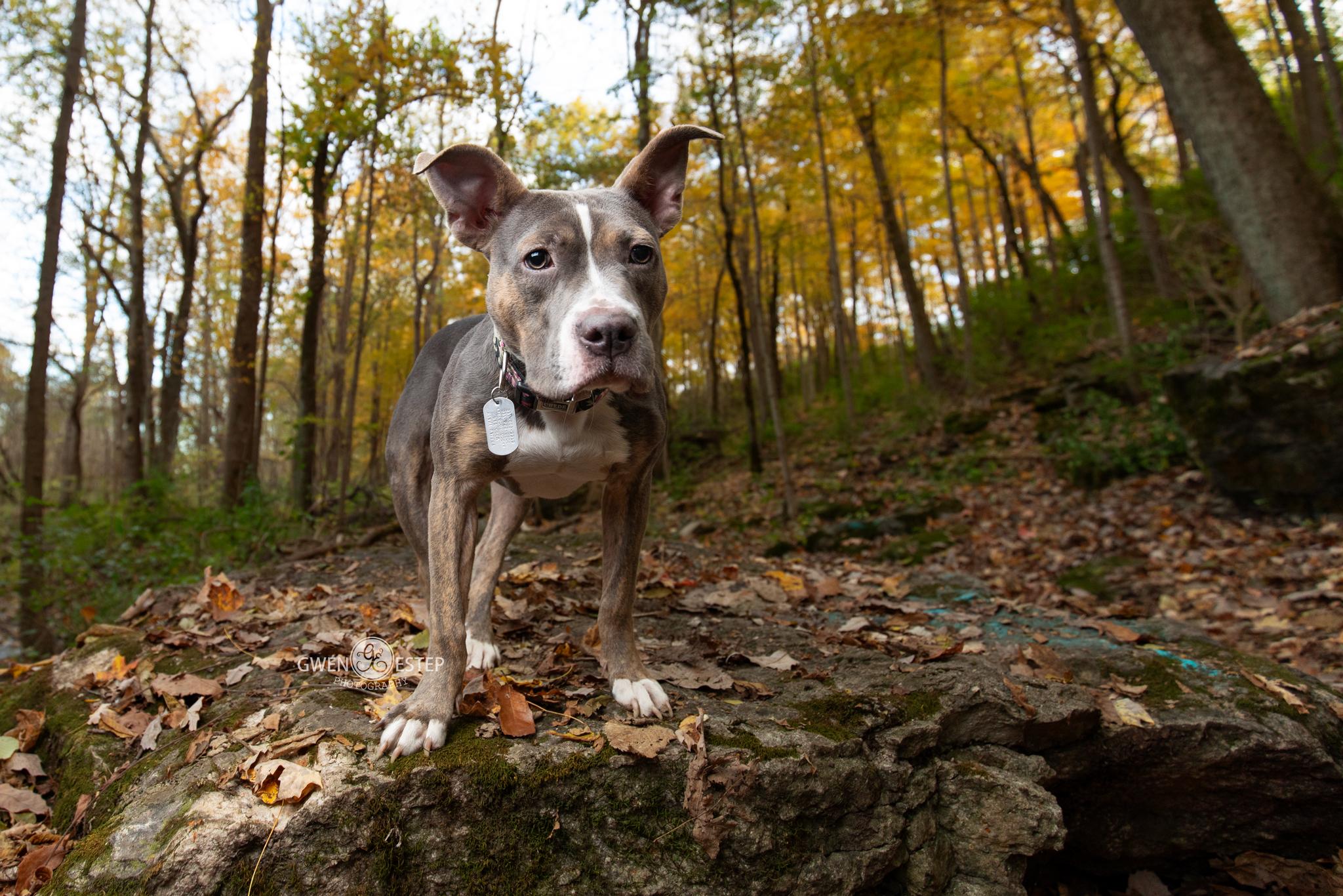 Enlarge Scooter Pie *Special Needs*, a Adoptable mixed breed in Dayton, OH image 3/6