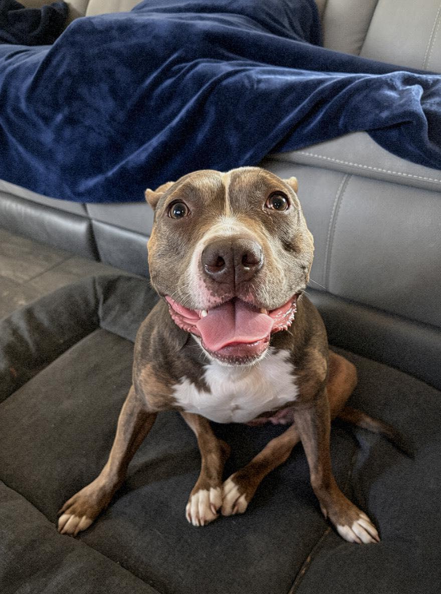 Enlarge Scooter Pie *Special Needs*, a Adoptable mixed breed in Dayton, OH image 1/6