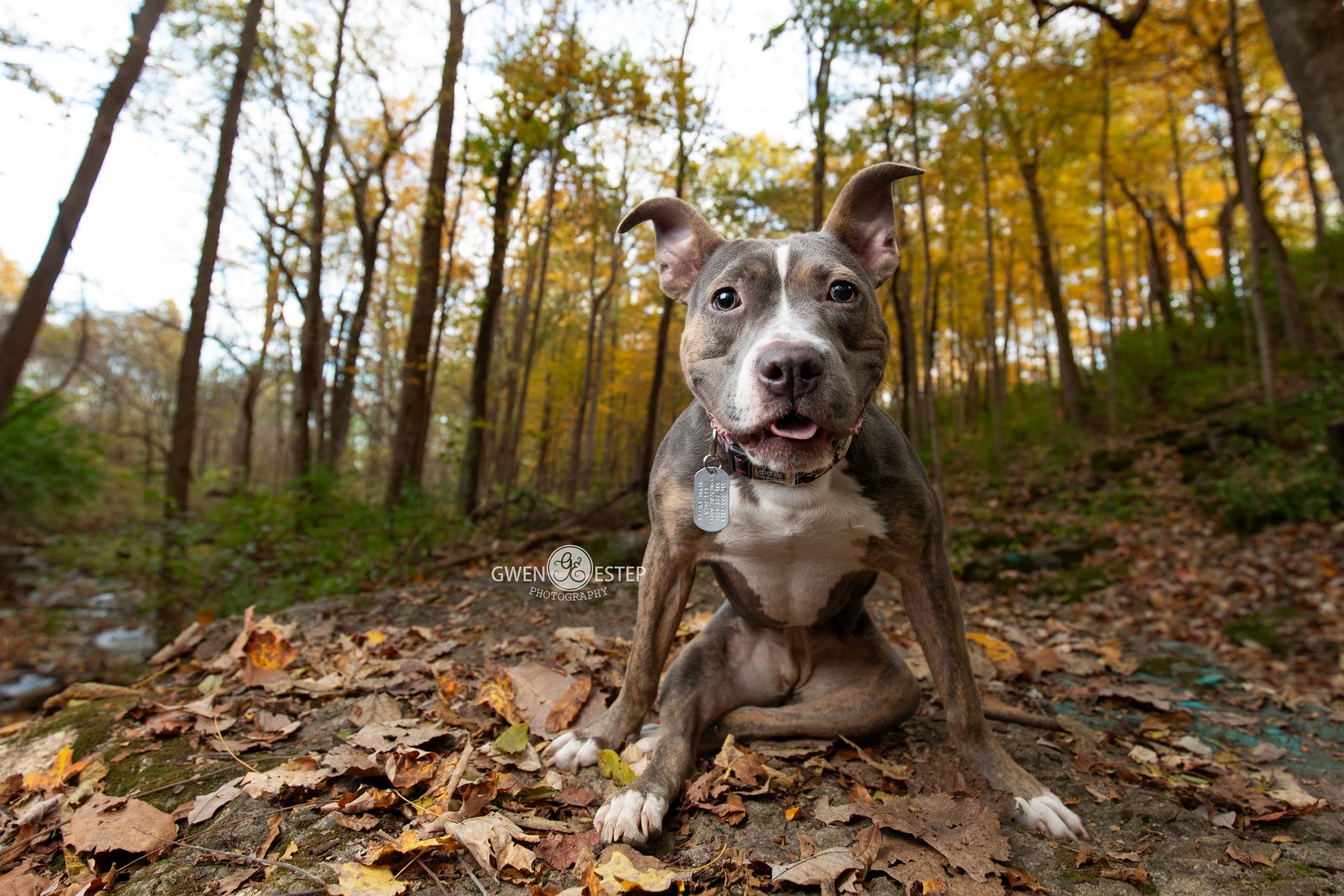 Scooter Pie *Special Needs*, Adoptable, Young Female Pit Bull Terrier.