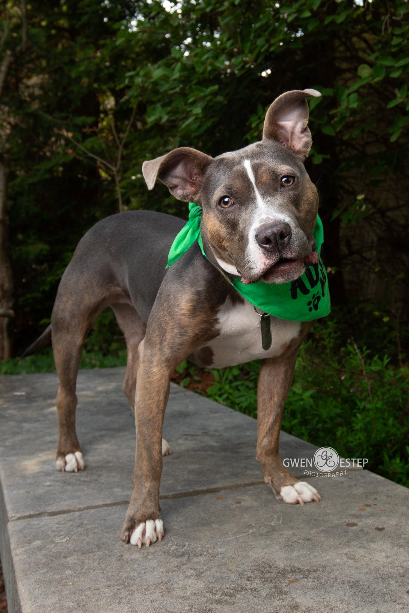 Scooter Pie *Special Needs*, Adoptable, Young Female Pit Bull Terrier.
