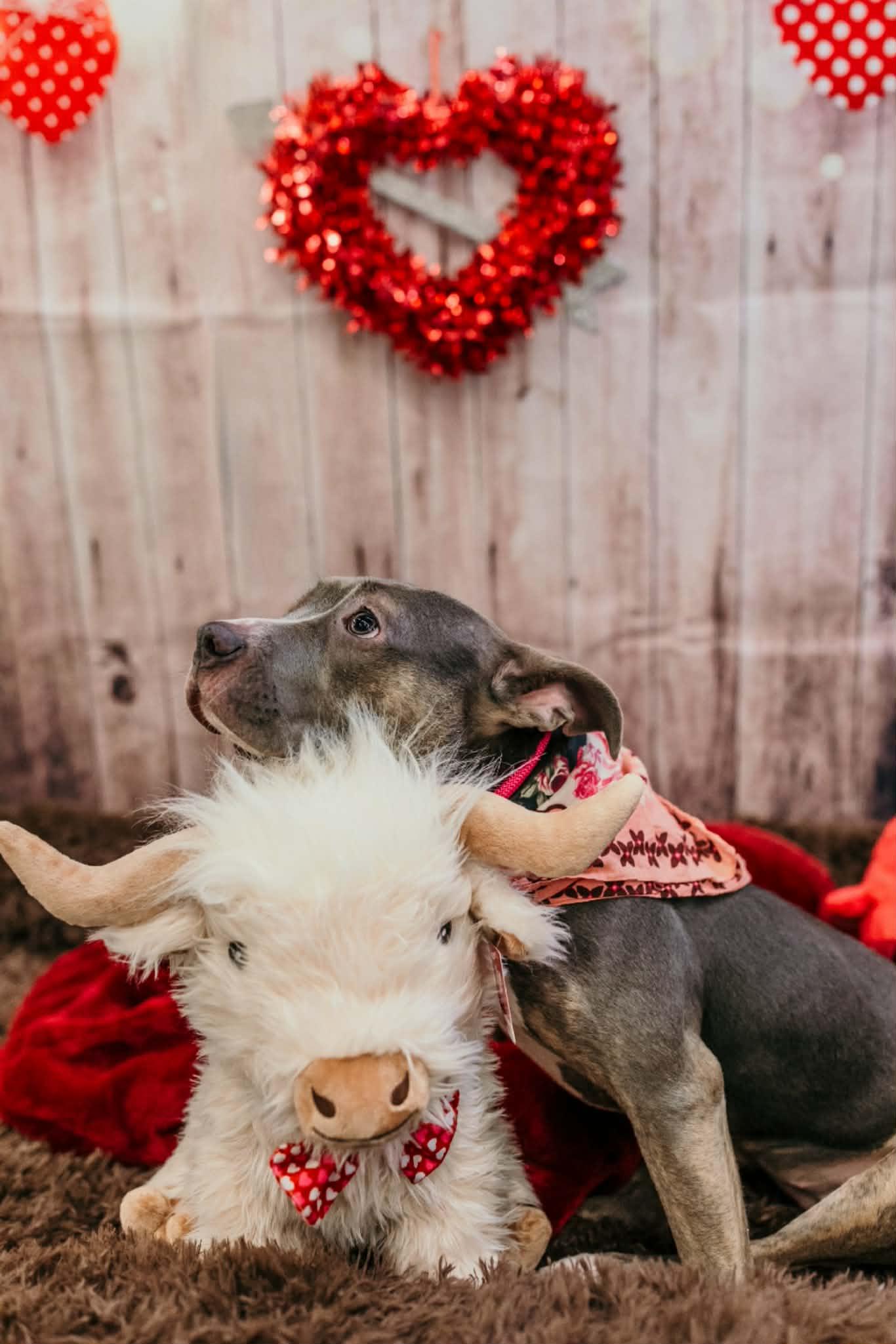 Enlarge Scooter Pie *Special Needs*, a Adoptable mixed breed in Dayton, OH image 4/6