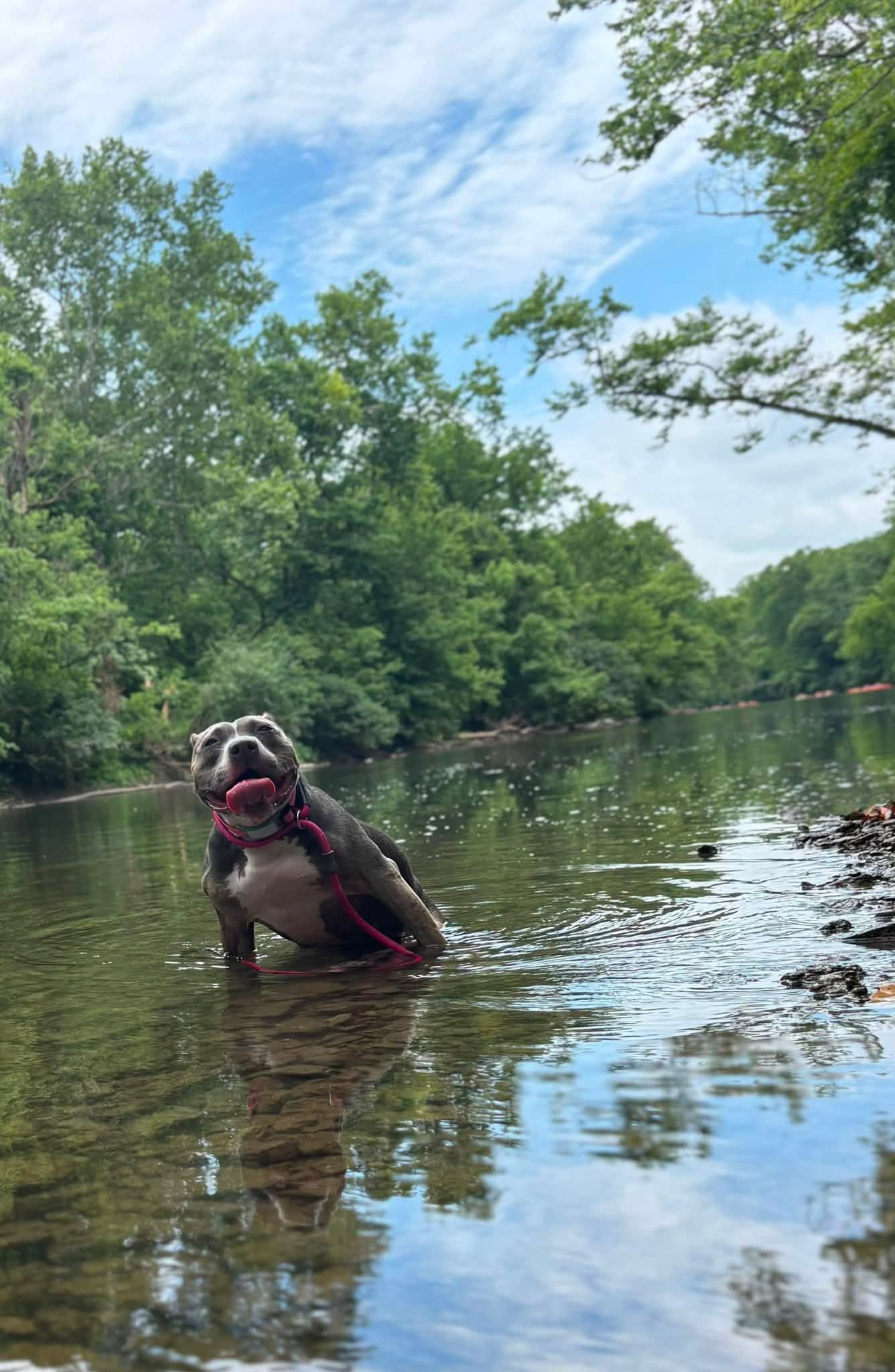 Enlarge Scooter Pie *Special Needs*, a Adoptable mixed breed in Dayton, OH image 6/6