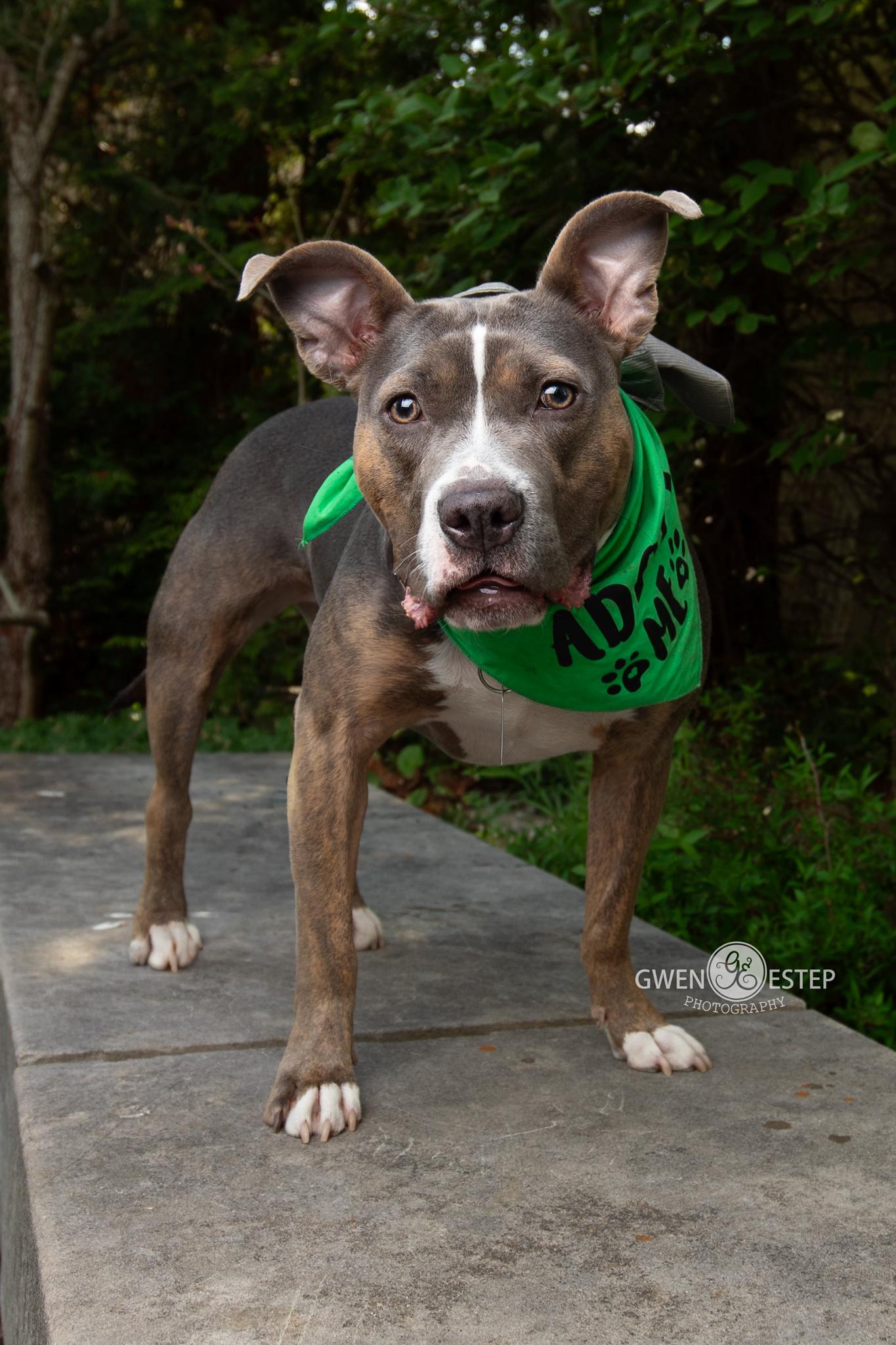Scooter Pie *Special Needs*, a Adoptable mixed breed in Dayton, OH image 2/6