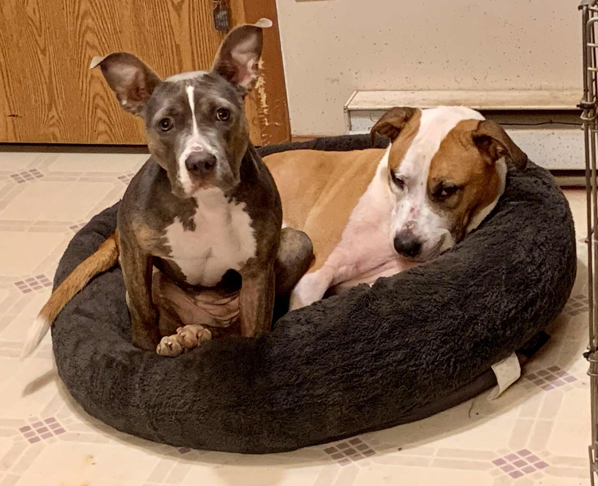 Enlarge Scooter Pie *Special Needs*, a Adoptable mixed breed in Dayton, OH image 5/6