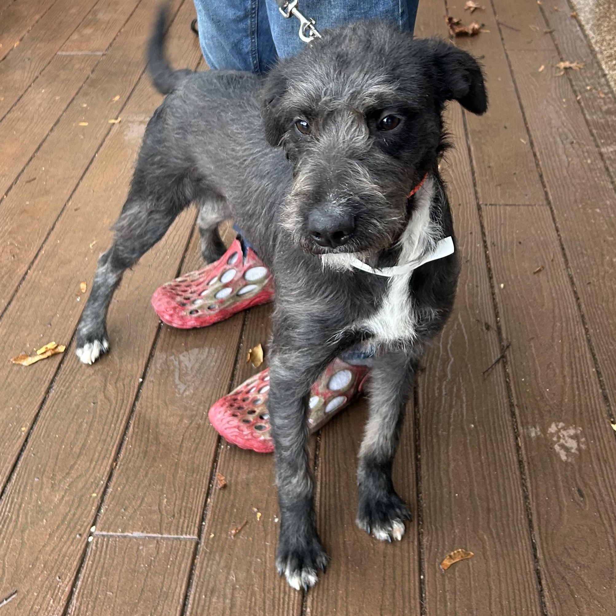 Enlarge Shrimp, a Adoptable mixed breed in West Grove, PA image 2/3