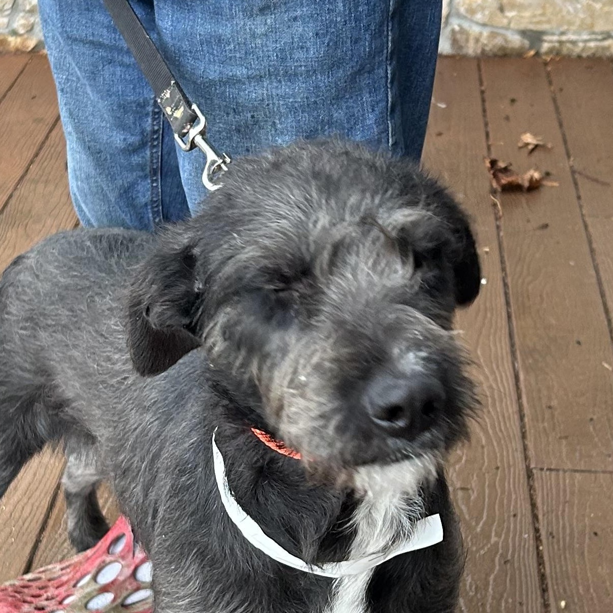 Enlarge Shrimp, a Adoptable mixed breed in West Grove, PA image 1/3