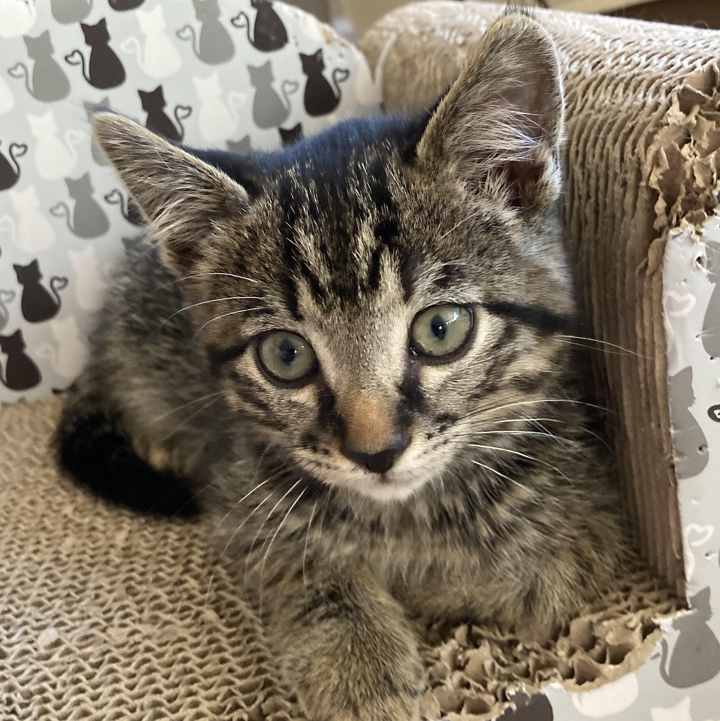 Edward, a Adoptable American Shorthair in Merced, CA image 2/6