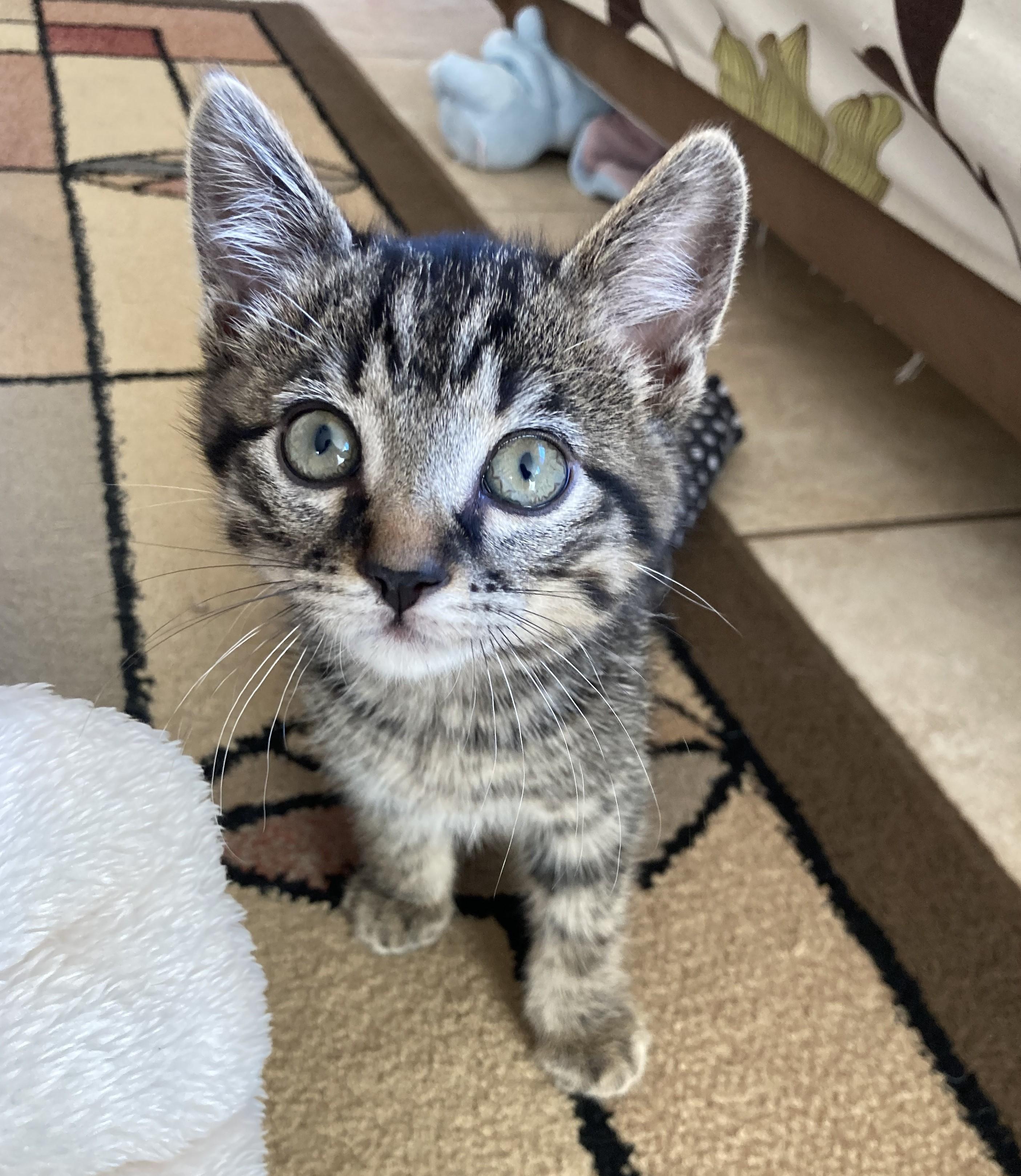Edward, a Adoptable American Shorthair in Merced, CA image 3/6