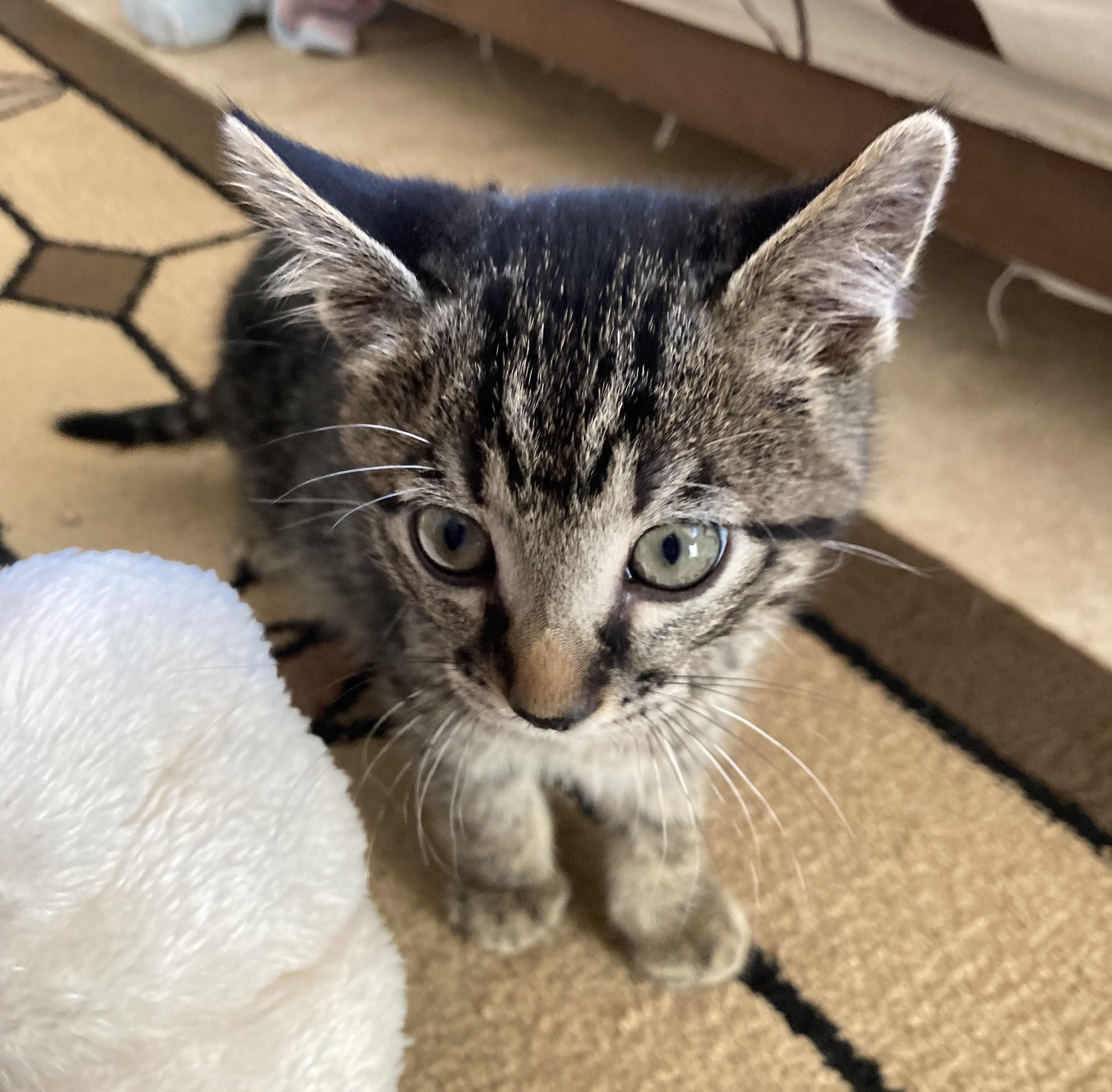 Edward, a Adoptable American Shorthair in Merced, CA image 5/6