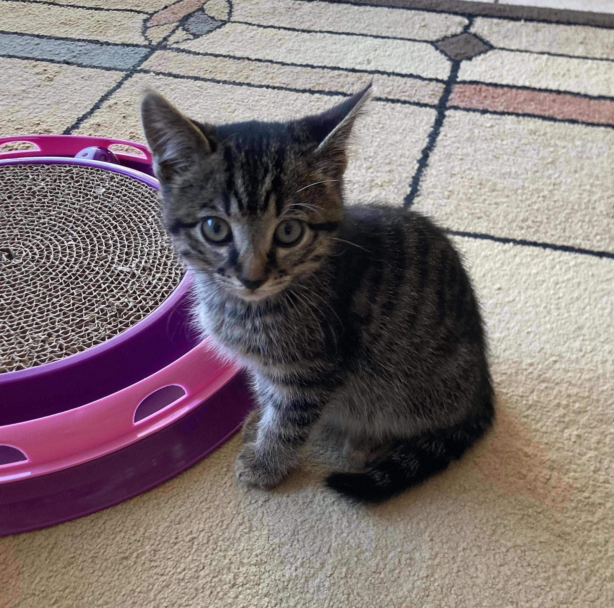 Edward, a Adoptable American Shorthair in Merced, CA image 6/6