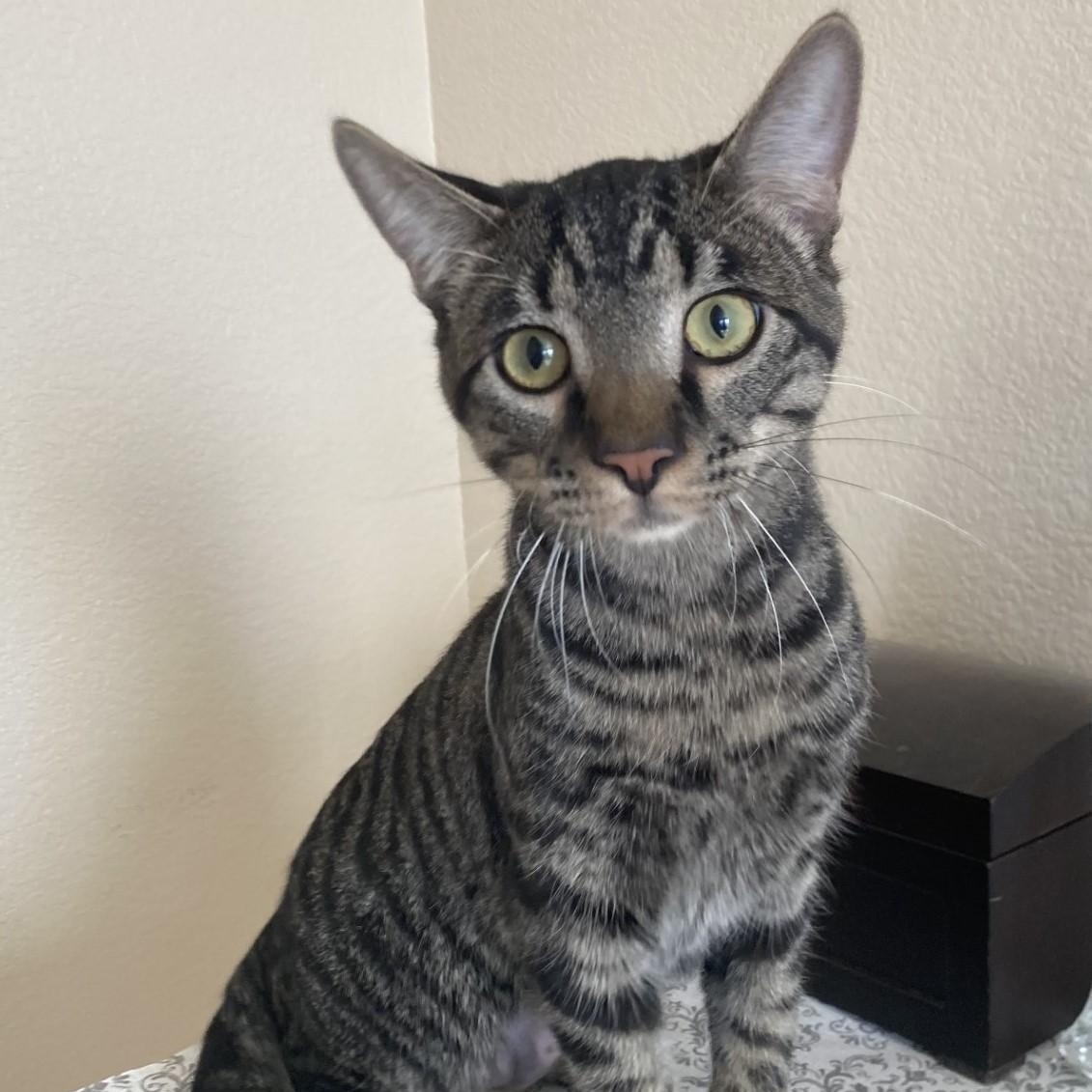 Edward, Adoptable, Kitten Male American Shorthair.