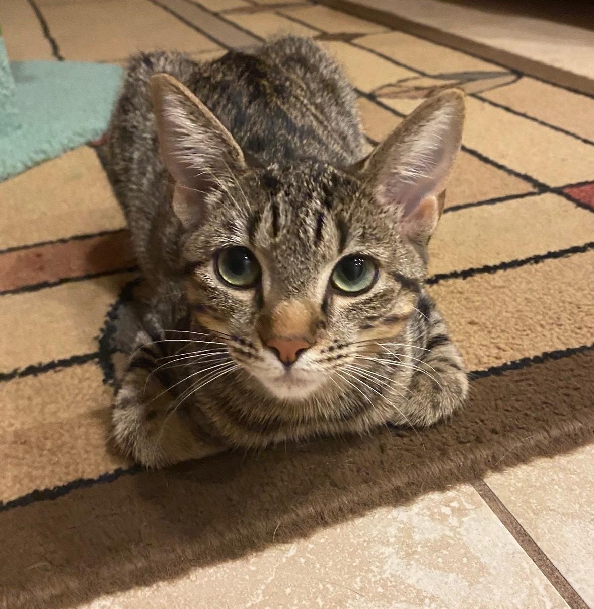 Edward, a Adoptable American Shorthair in Merced, CA image 4/6